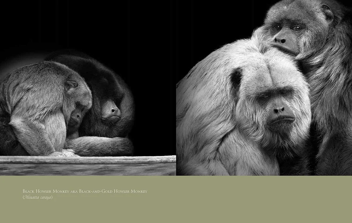 Primates: A Kinship with All Creatures Spread Wolf's guenon photographed at Audubon Institute