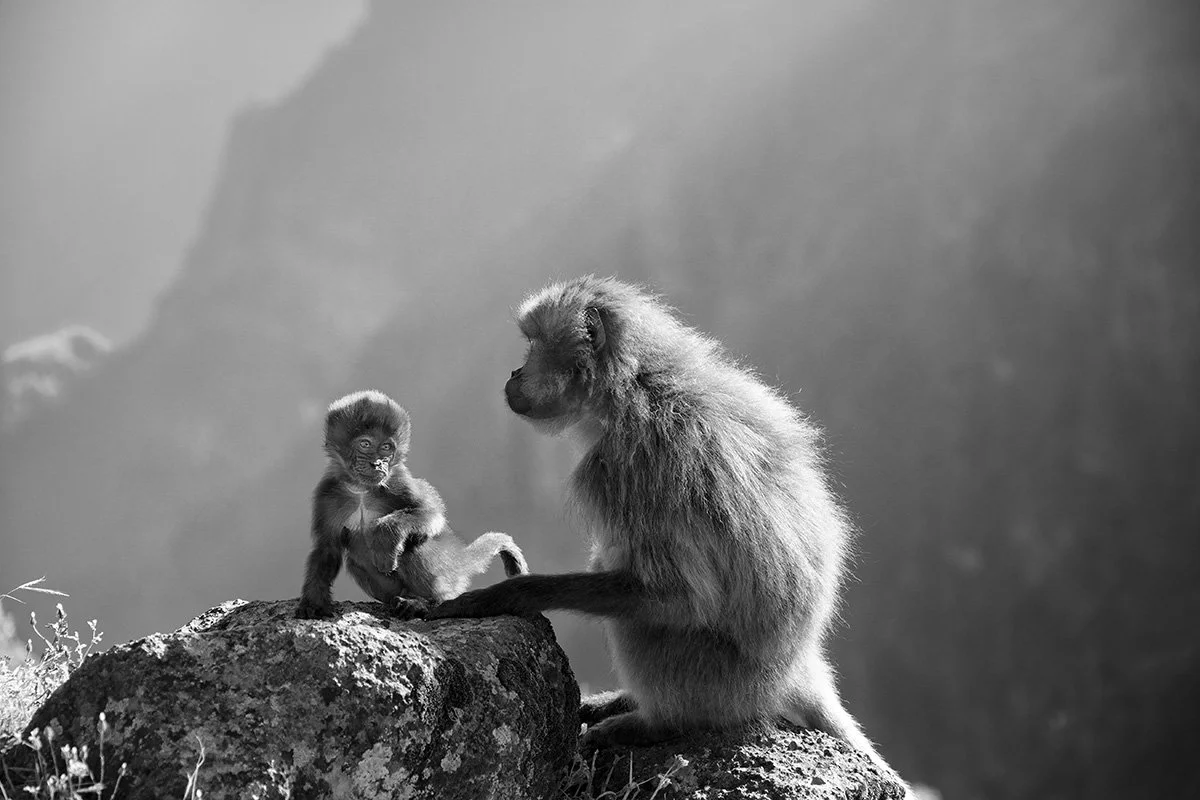 Gelada Mother and Infant photographed in the stunning Simien National Park, Ethiopia