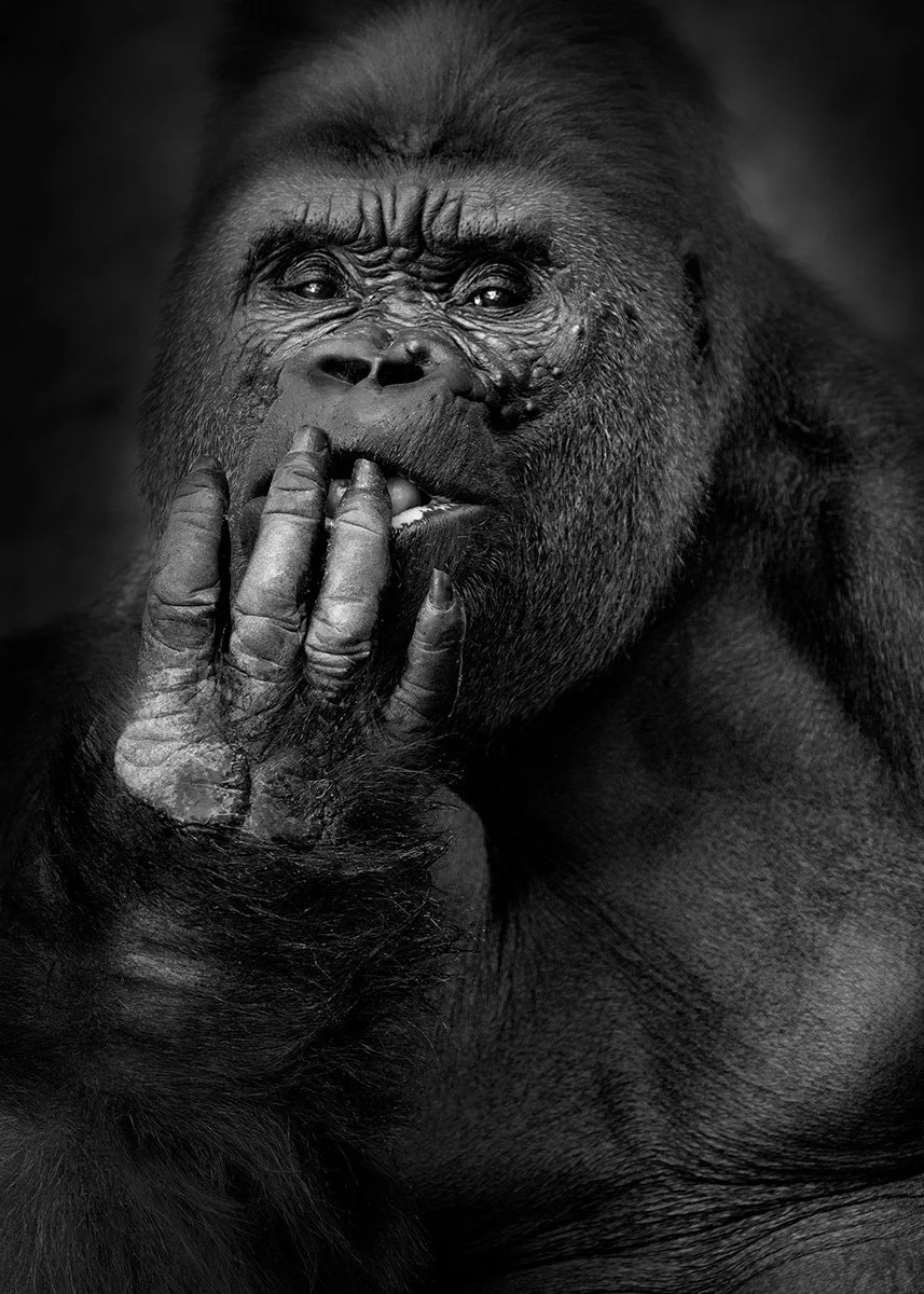 Critically Endangered Western Lowland Gorilla photographed in the ABQ Zoo