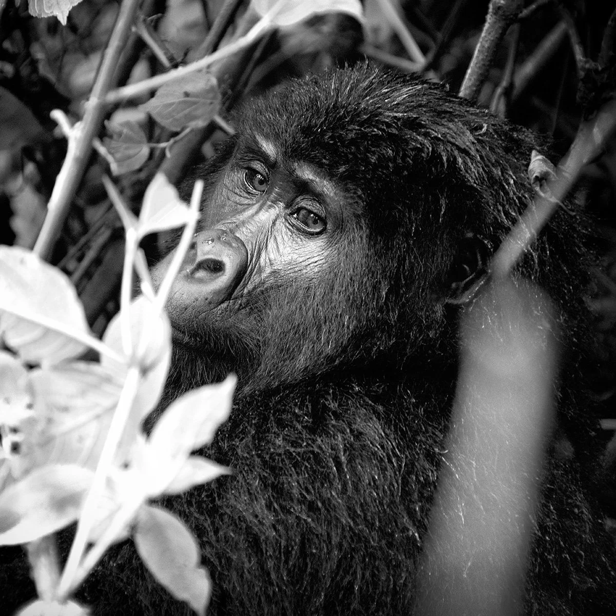 019-Mtn-gorilla LennetteNewell.jpg