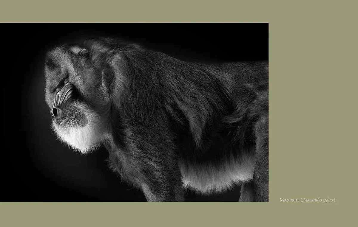 Primates: A Kinship with All Creatures.  Mandrill 