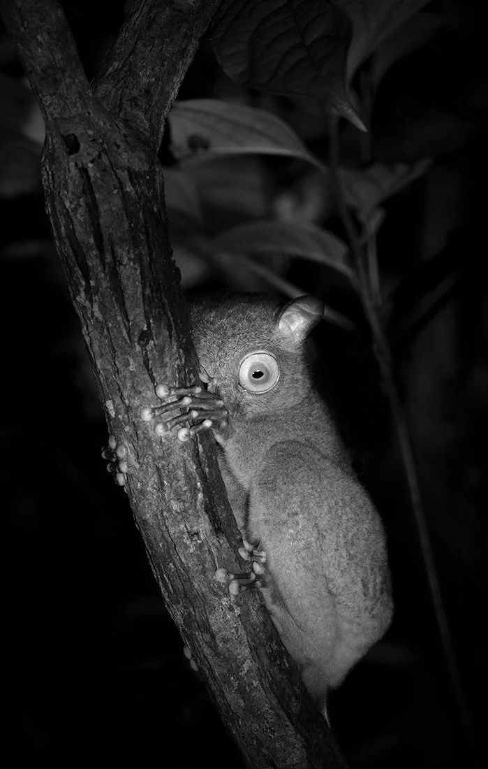 Night-dwelling tarsier photographed at Borneo Nature Lodge Forest 