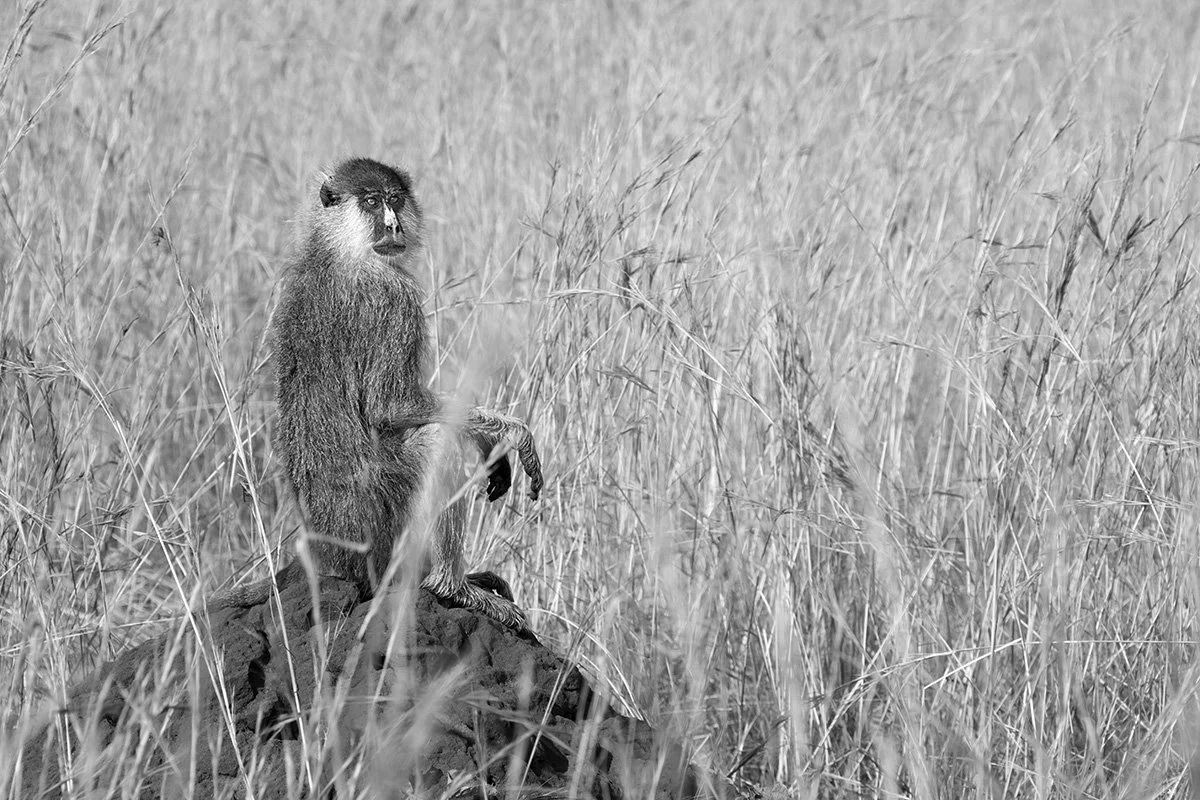 Patas Monkey patrolling the area - photographed deep in Uganda