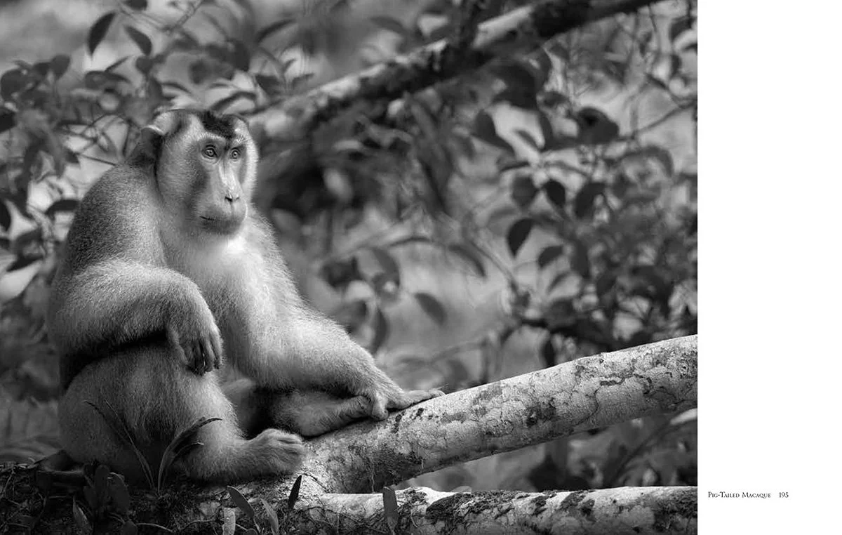 Primates: A Kinship with All Creatures. Pig-tailed Macaque photographed in Borneo