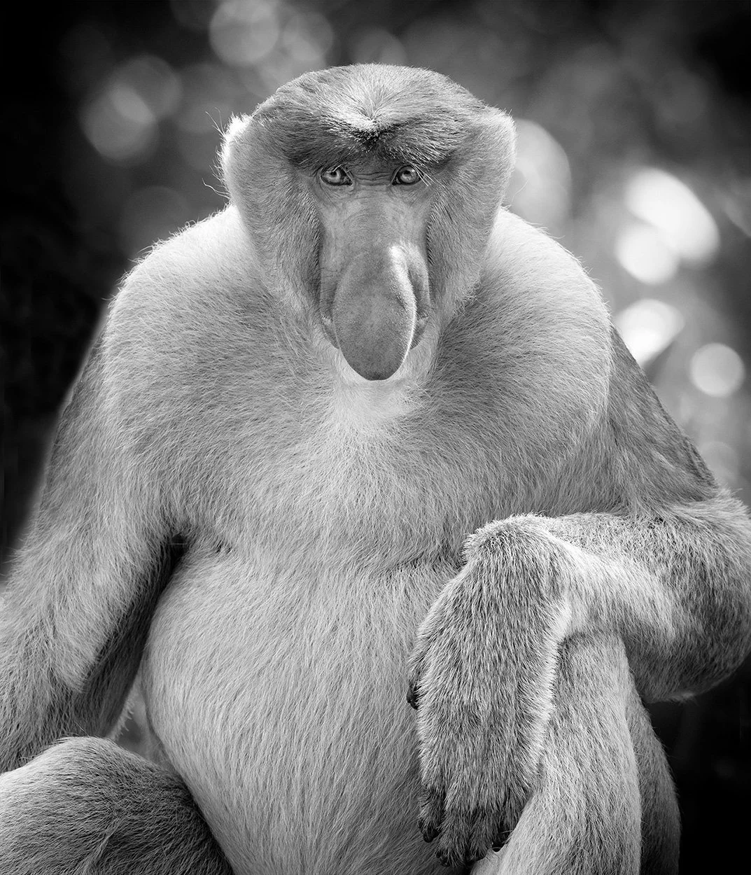 Endangered Proboscis photographed in Borneo