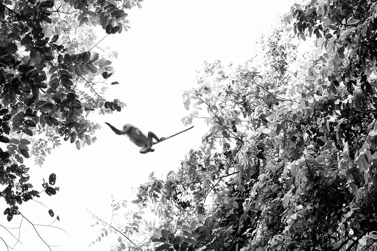 Maroon leaf Monkey leaping from tree to tree.  Photographed in Borneo