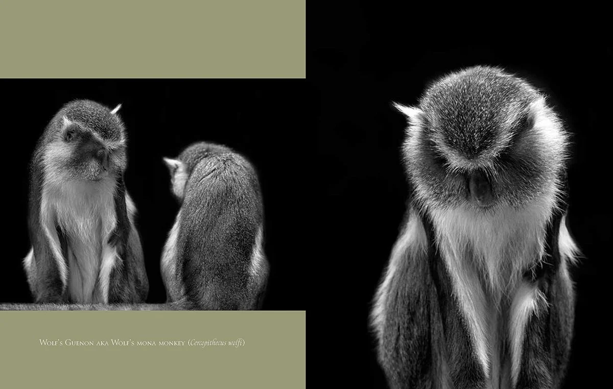 Primates: A Kinship with All Creatures Wolf's Guenon- Audubon Institute