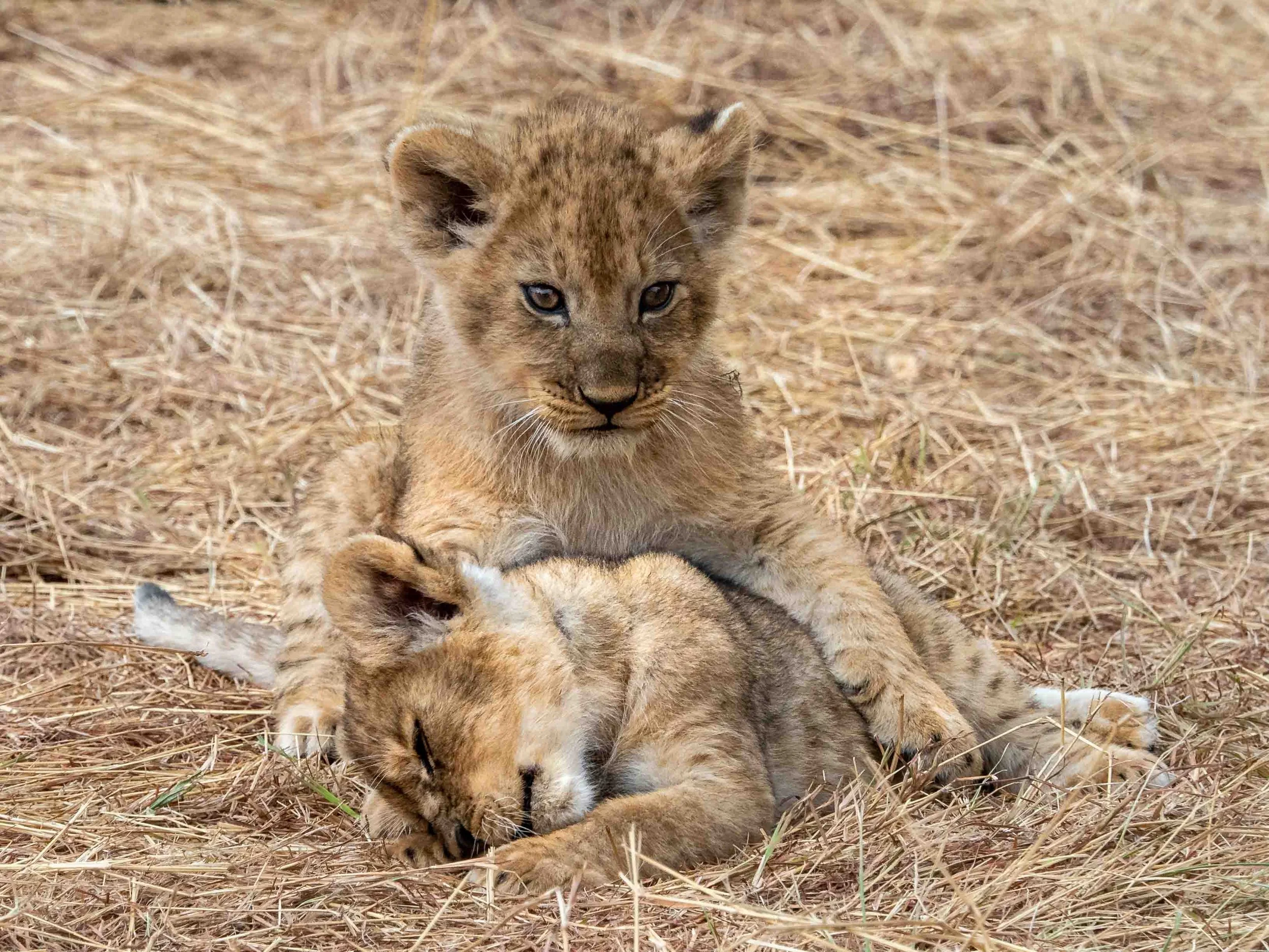 Mara Lion Cubs