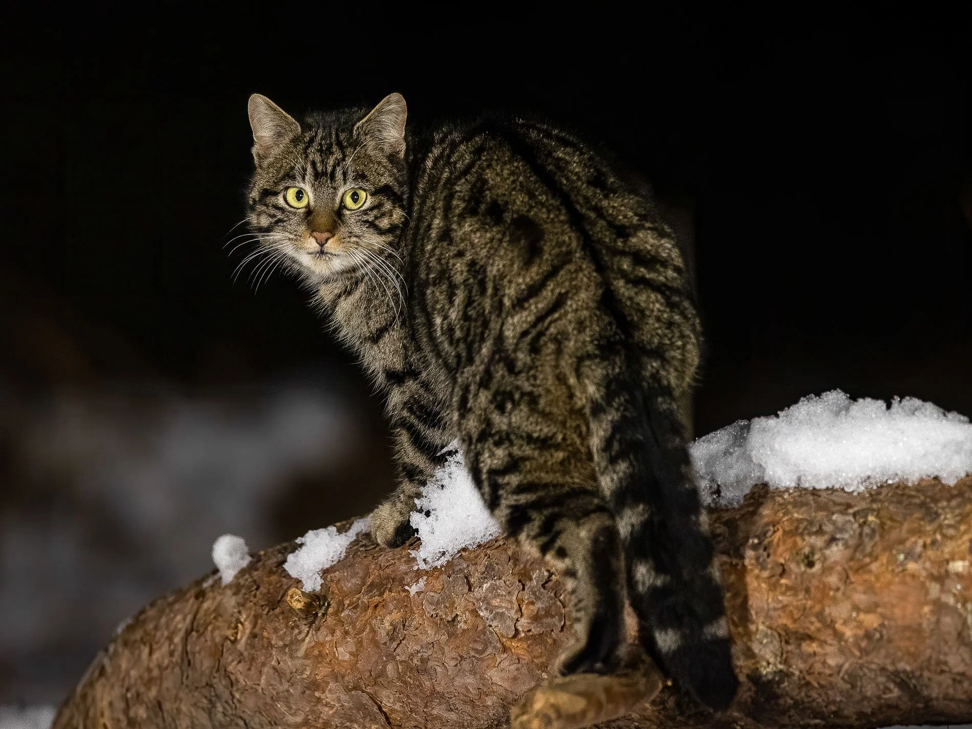 Scottish Wildcat