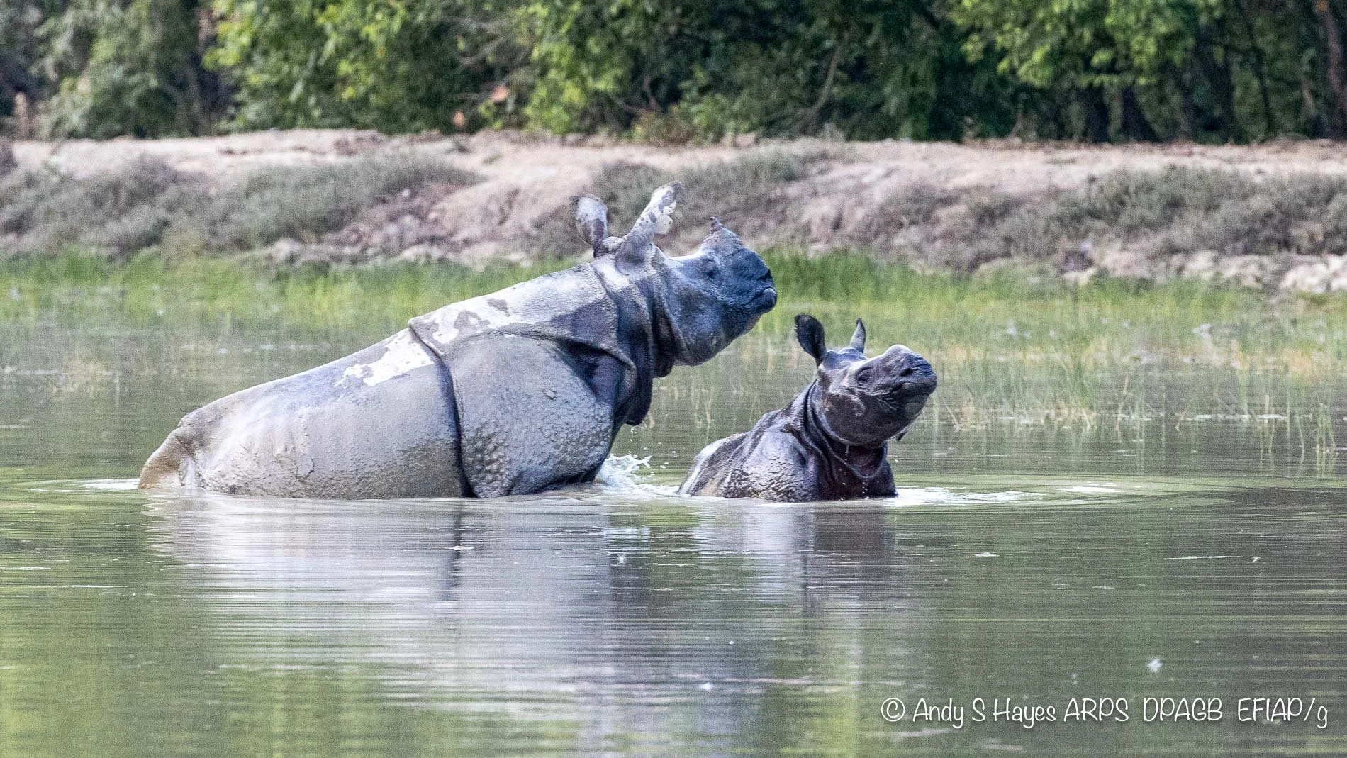 Indian One-Horned Rhino Update