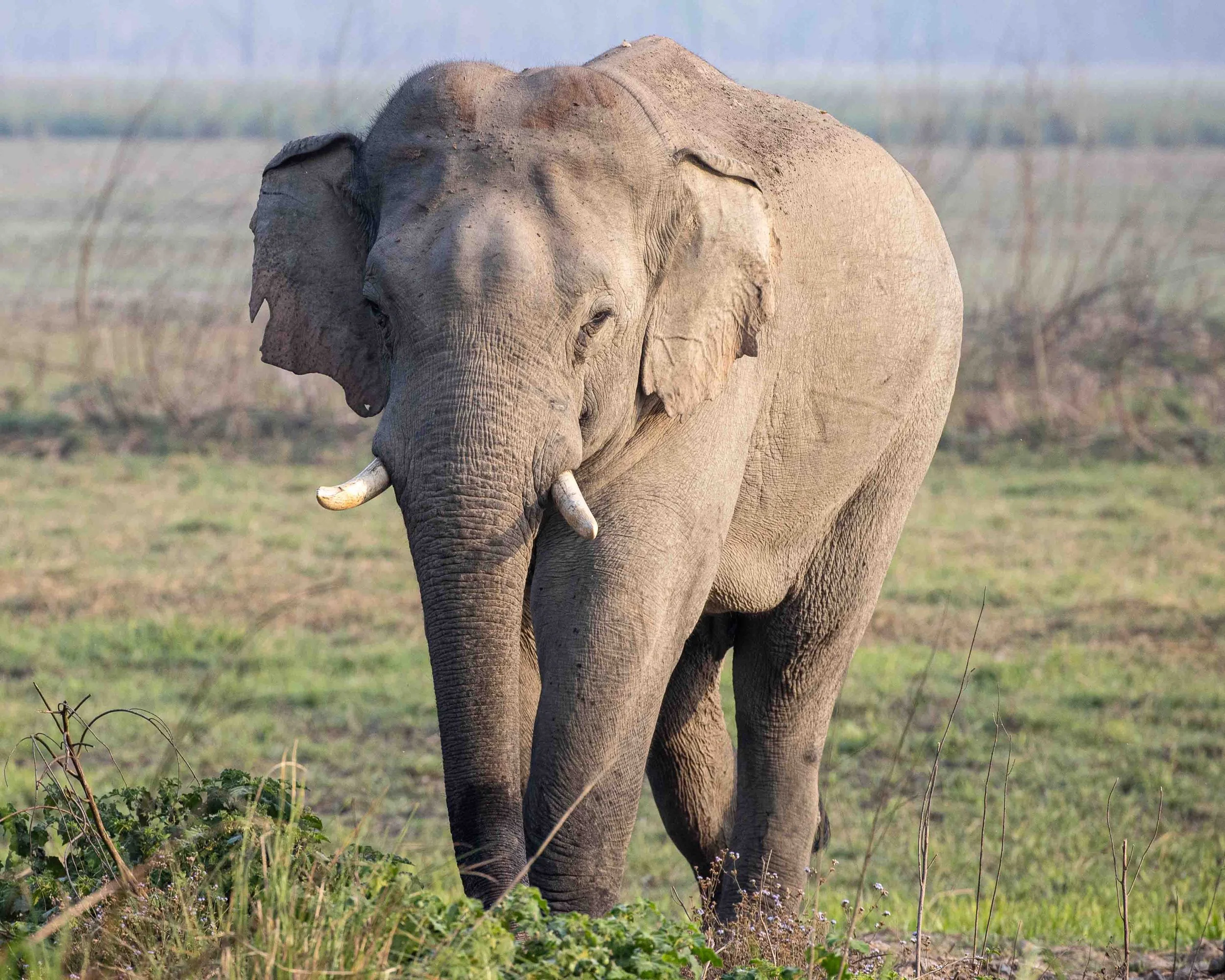 Elephant Encounter