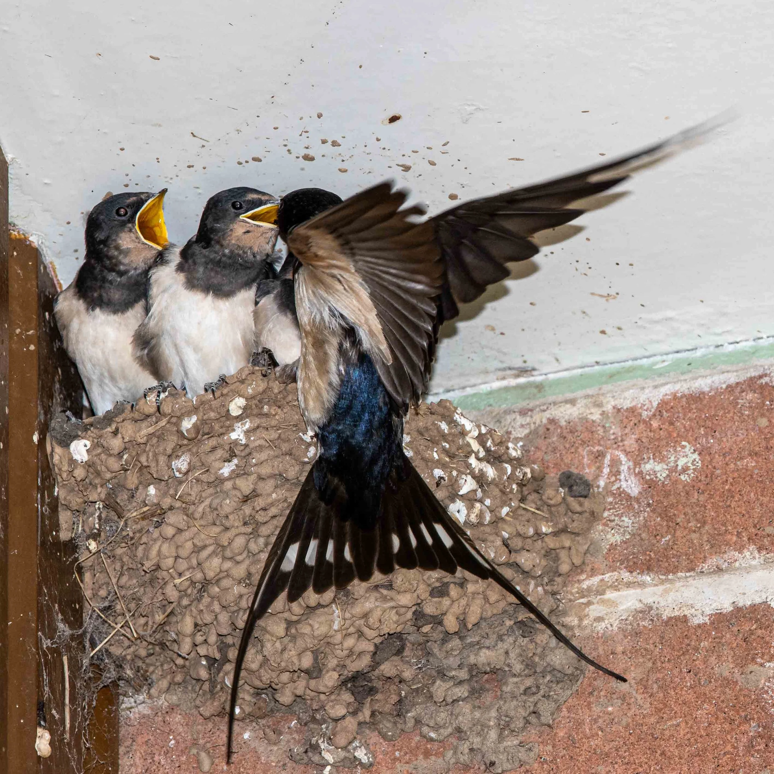 Swallows Return 