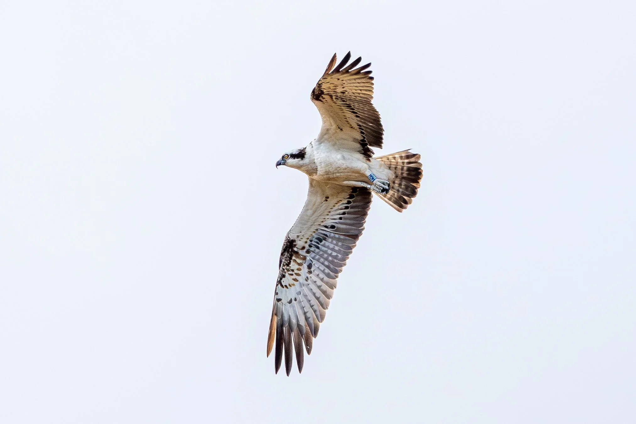 Ospreys in my Backyard