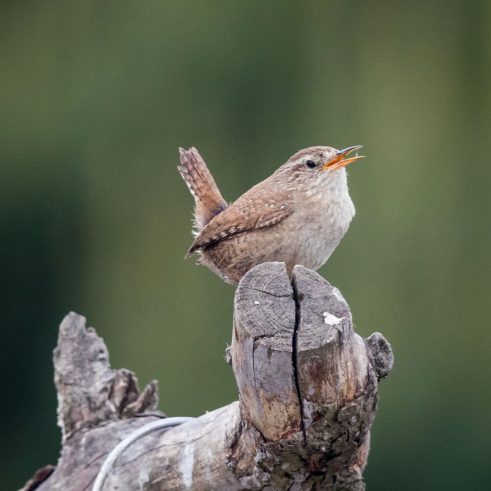 Wrens Out &amp; In