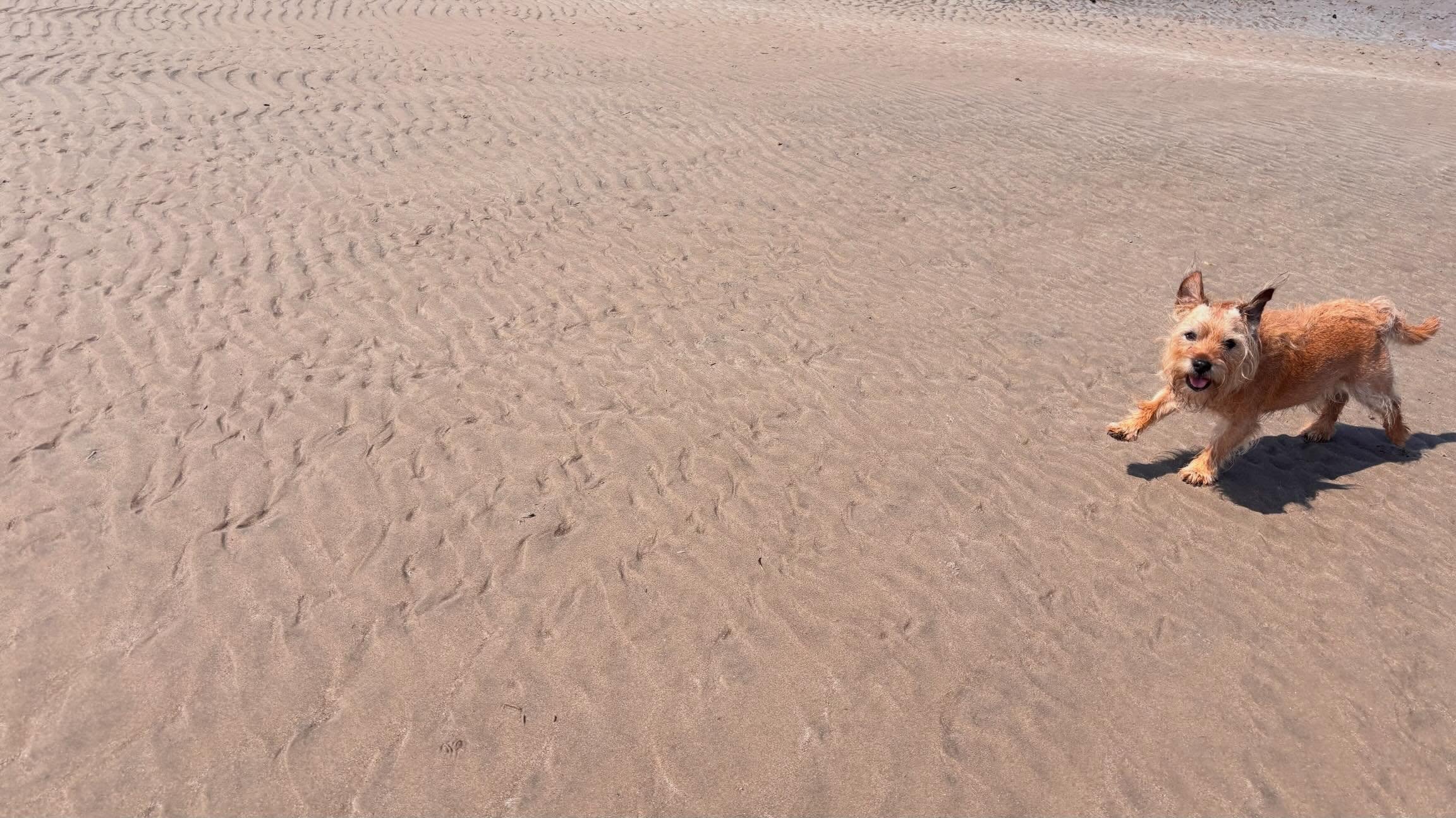 Colin&rsquo;s annual #isleofcoll dump &hellip;

1 Running to the sea on day one
2 Jumping in
3 Crosspoll
4 Paddleboarding at Breachacha
5 Knowing that sooner or later the stick will come to you
6 Dogfish impersonation 
7 Seaweed bath
8 Beach frisbee 