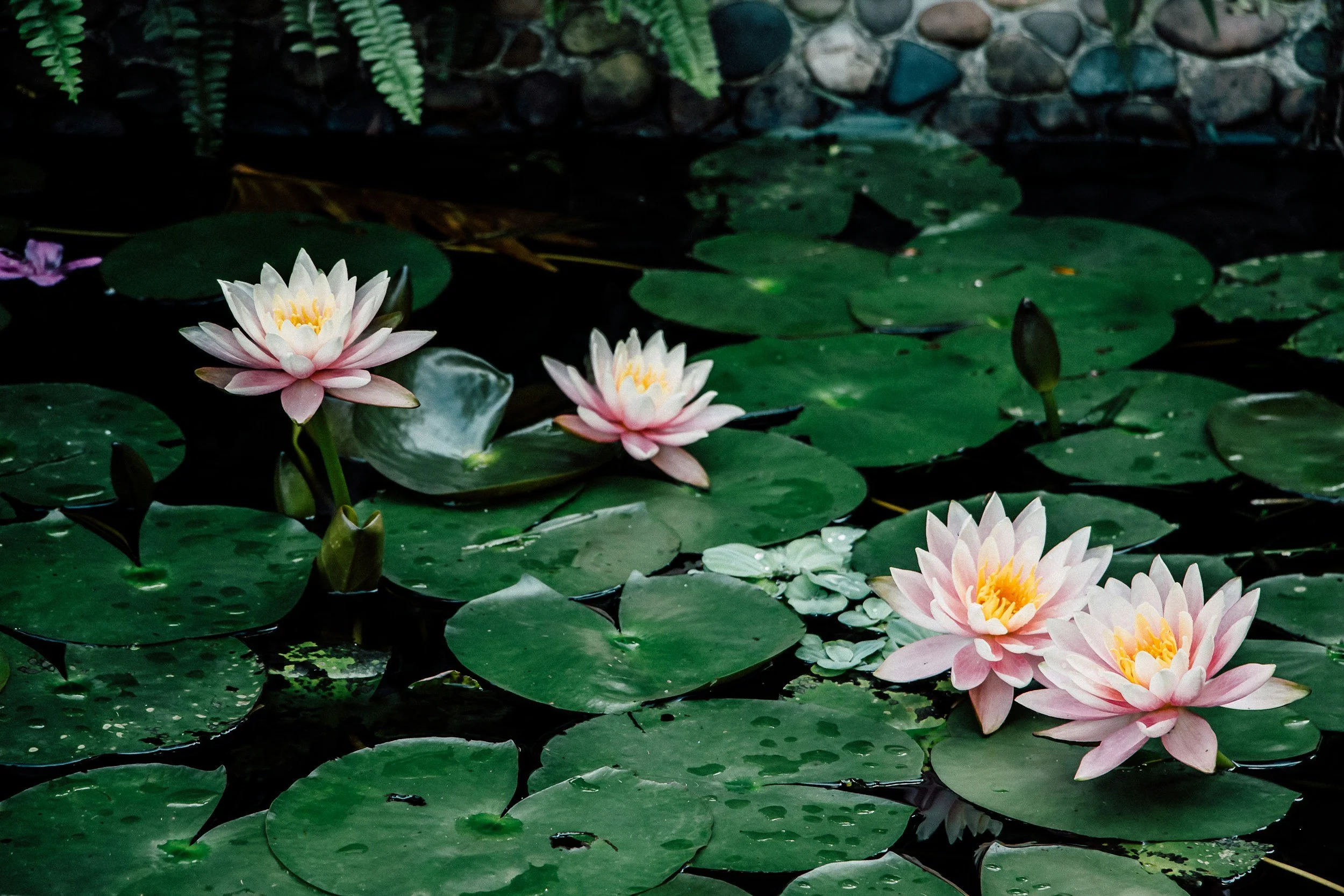 Pure Being - Meditation