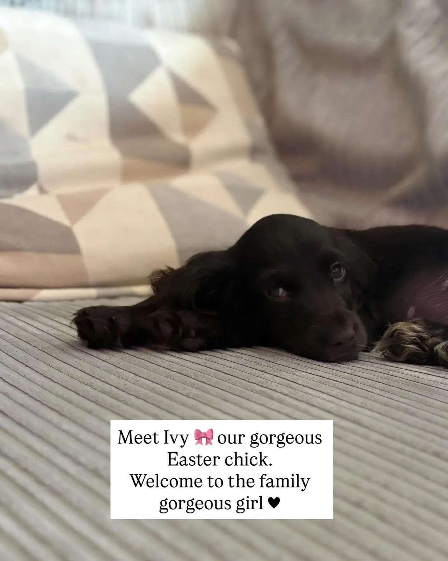 Well, I guess it was about time 🕰️

#ivy #furryfriend #easterbaby