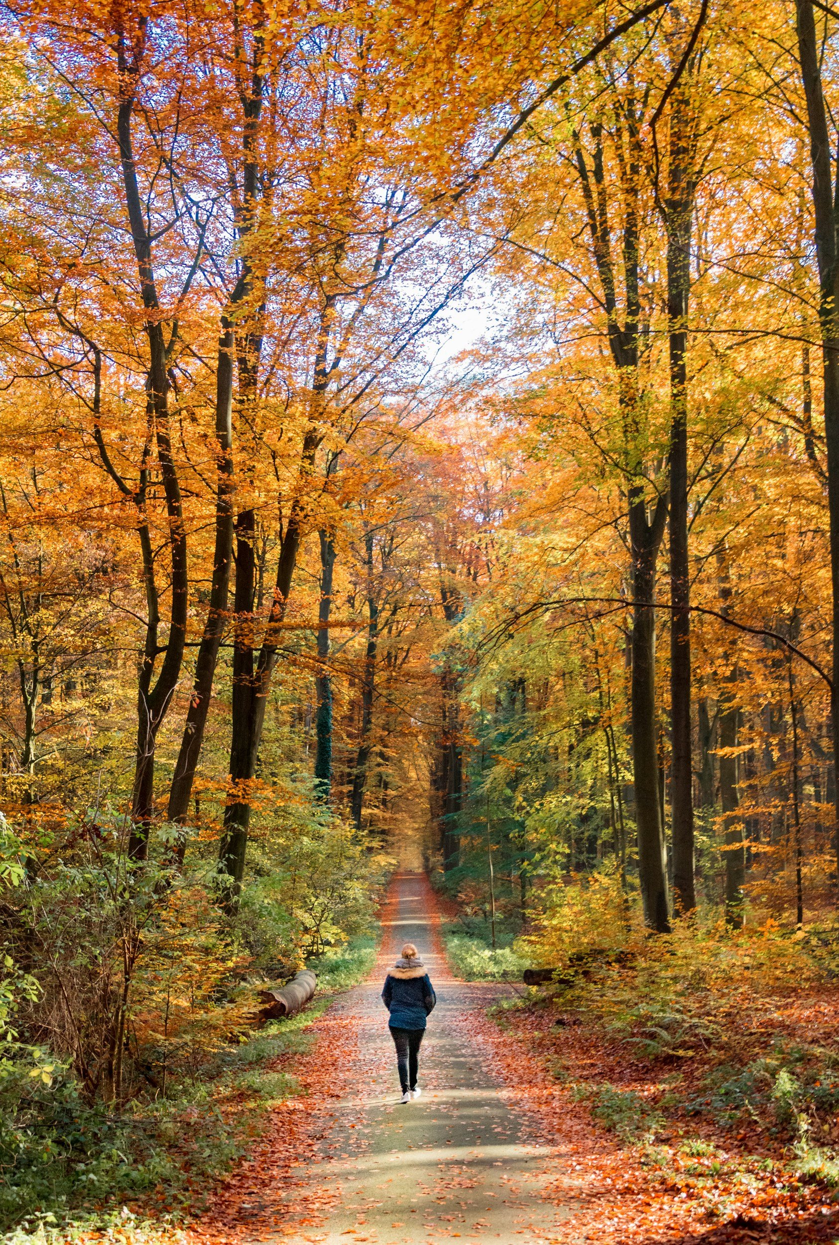 A person walking on a tree-lined forest trail during autumn with vibrant orange, yellow, and red leaves on the trees and ground.