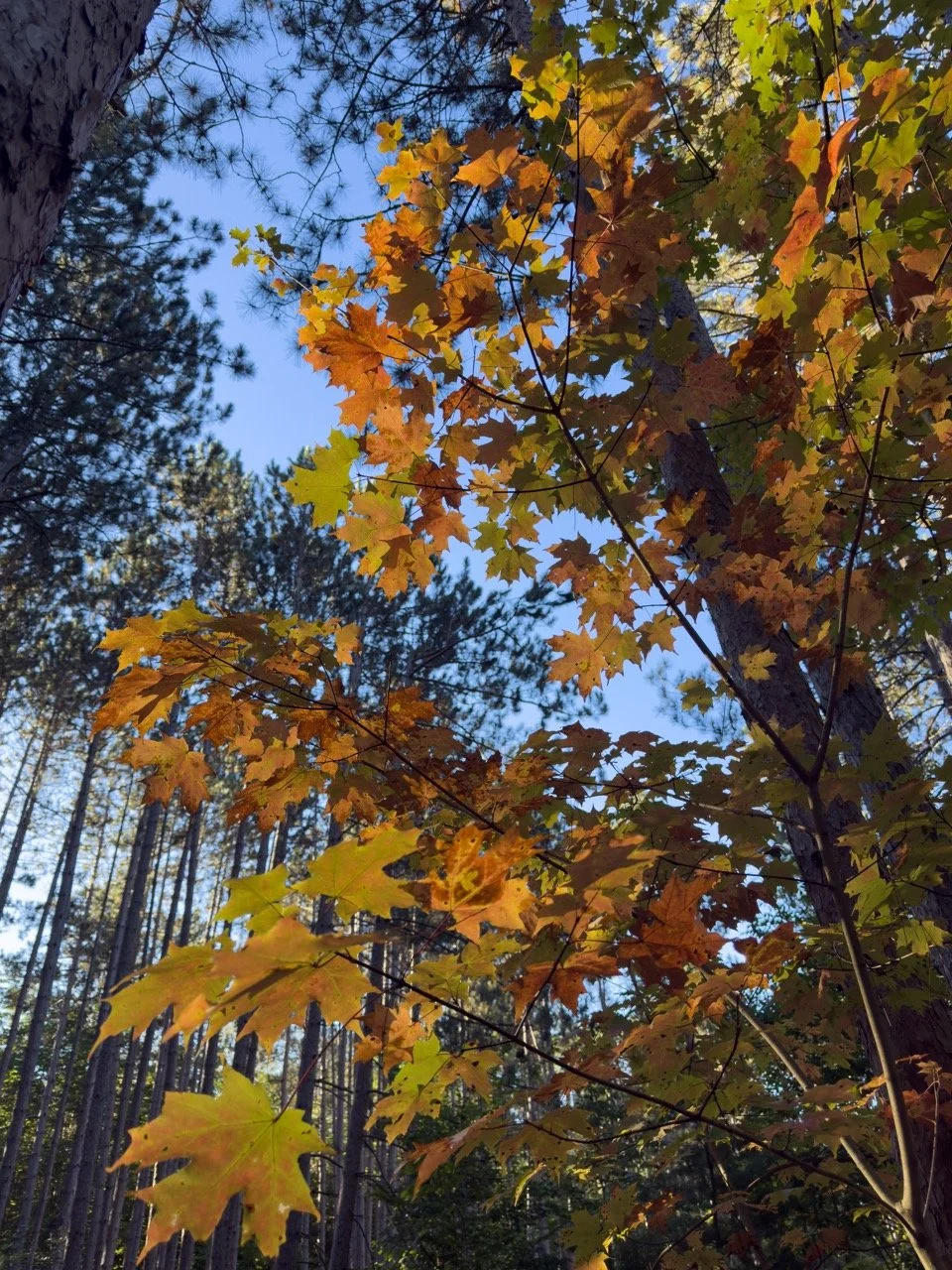 FALL_IMG_6114 Large.jpeg