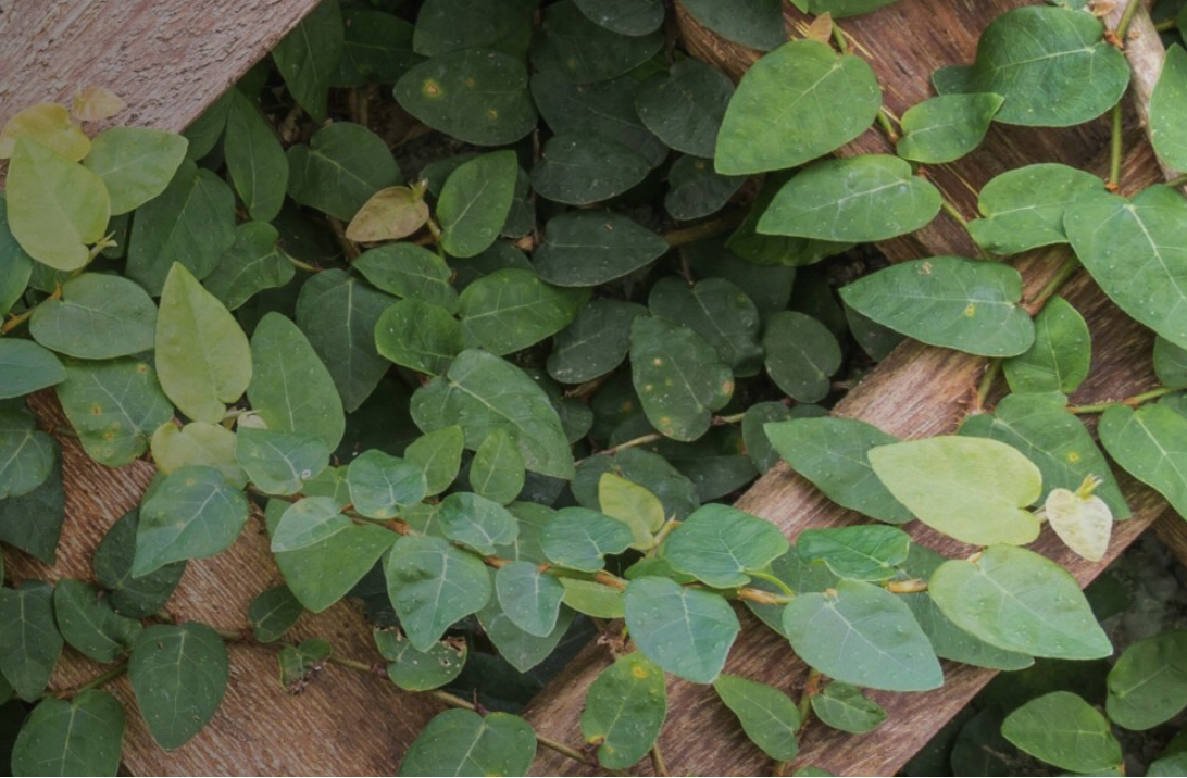 Navigating AI from Programs to Operations