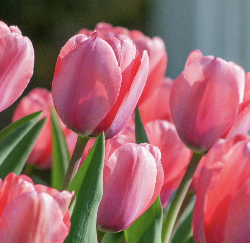 Barbara Hack Oil Painting Class