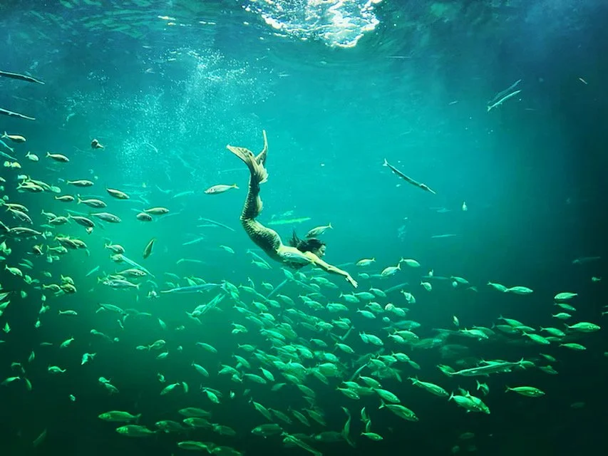 Havfruen Karin besøgere Nordsøens Oceanarium 