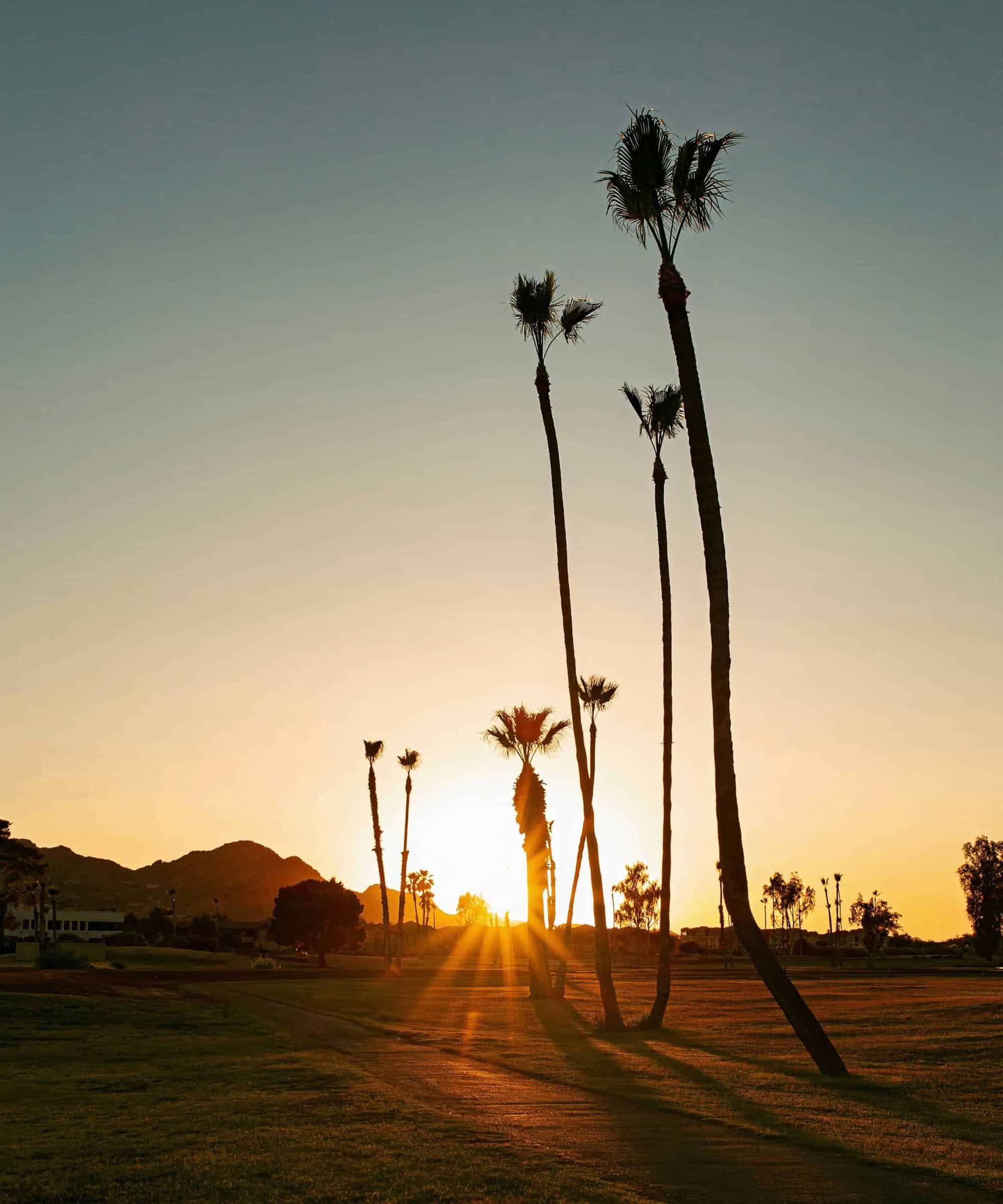 A print showing the beauty of tall, sun-kissed palm trees as the gold rays of the sun stretch across the horizon.