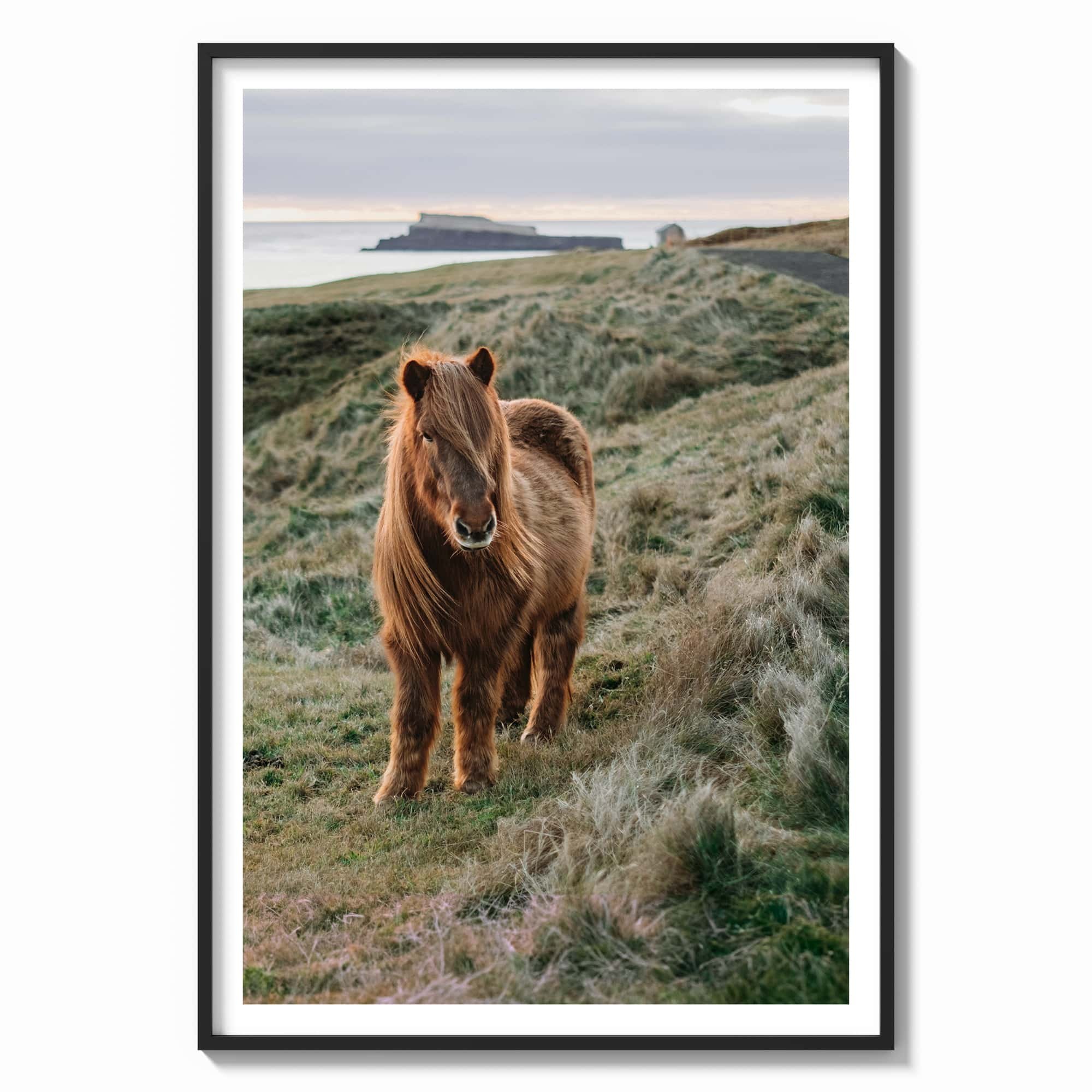 Icelandic horse against a grey and pink sky with ocean view print in black wood frame