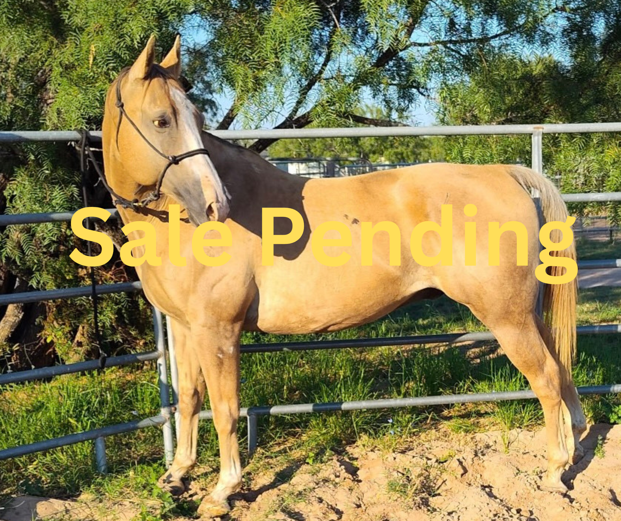 "Logan" - 16-year-old, 15 hands - $3,500