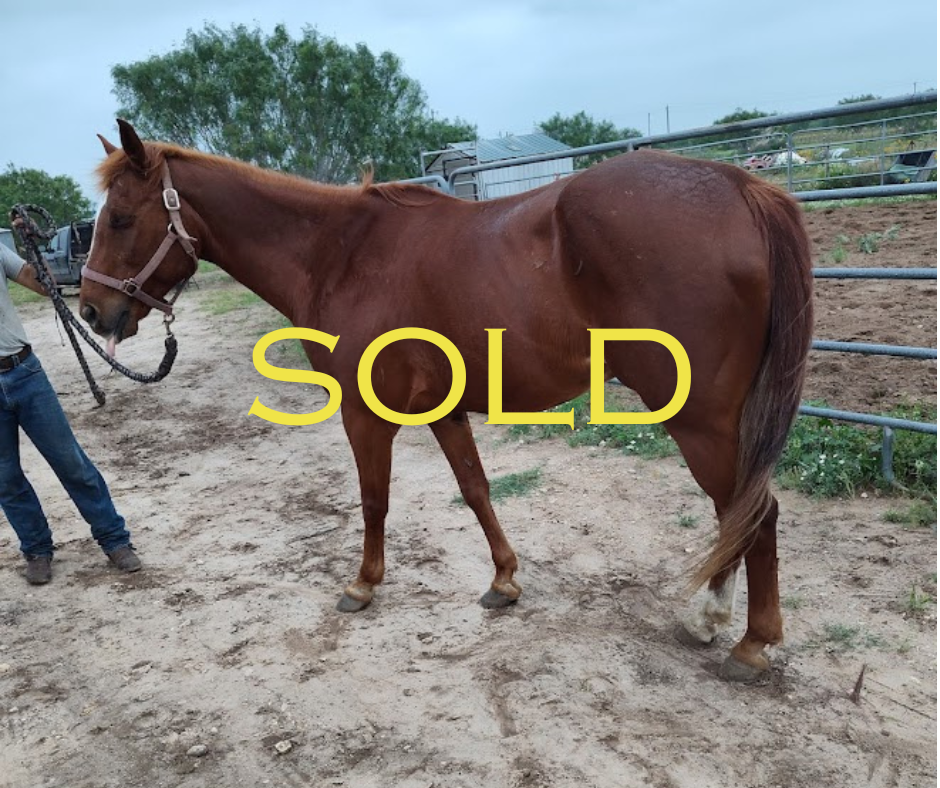 Horses For Sale — Keith Ranches