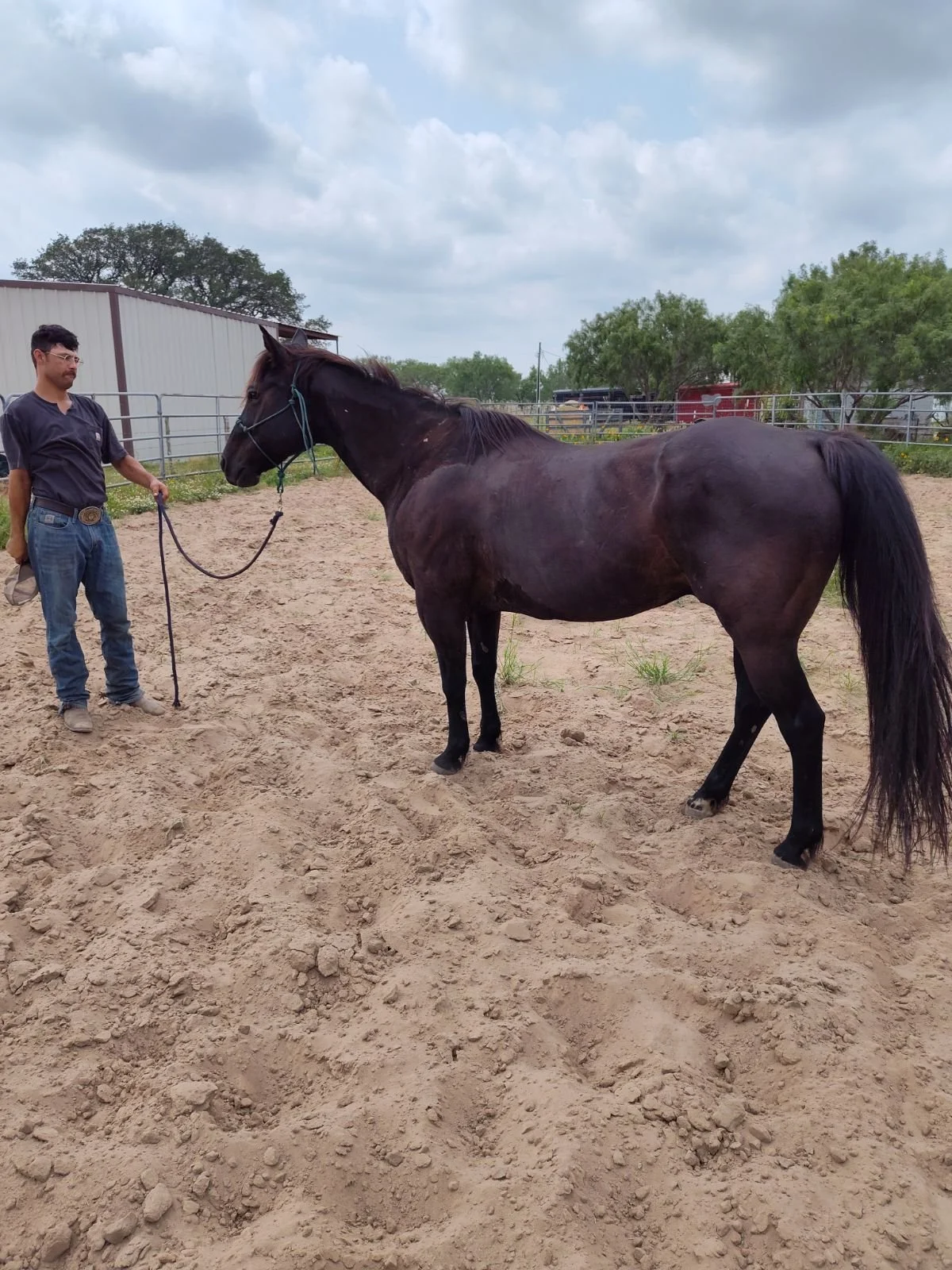 Horses For Sale — Keith Ranches