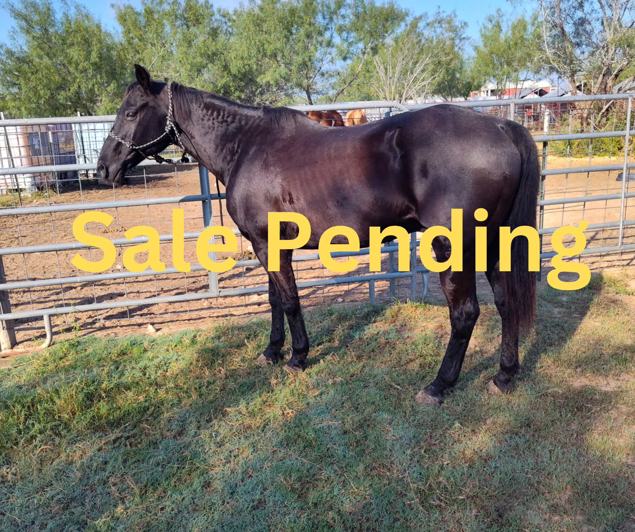 "B-J" - 14-years-old, 14.3 hands - $4,500