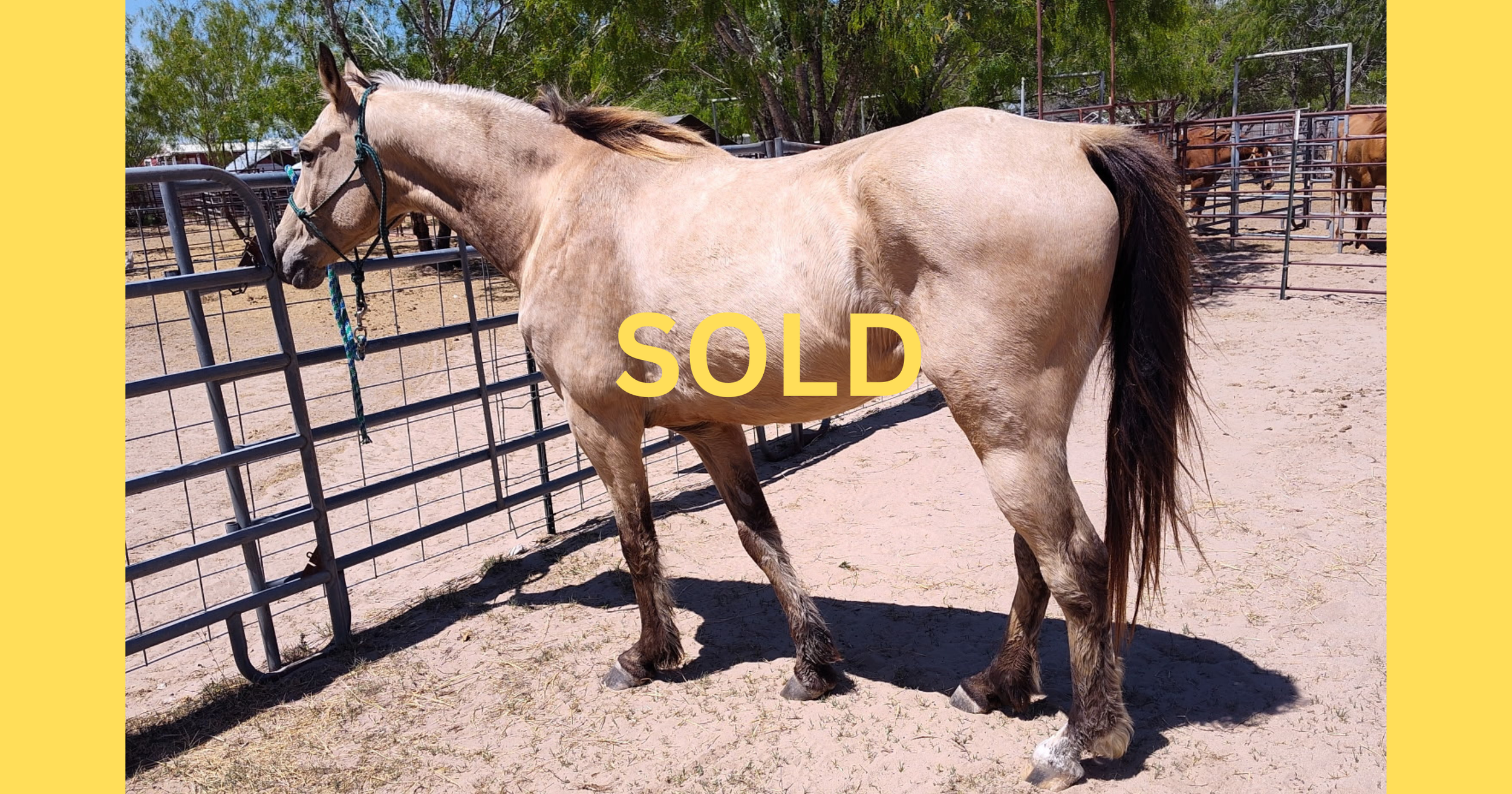 "Solo" - 11-years-old, 15 hands - $6,500