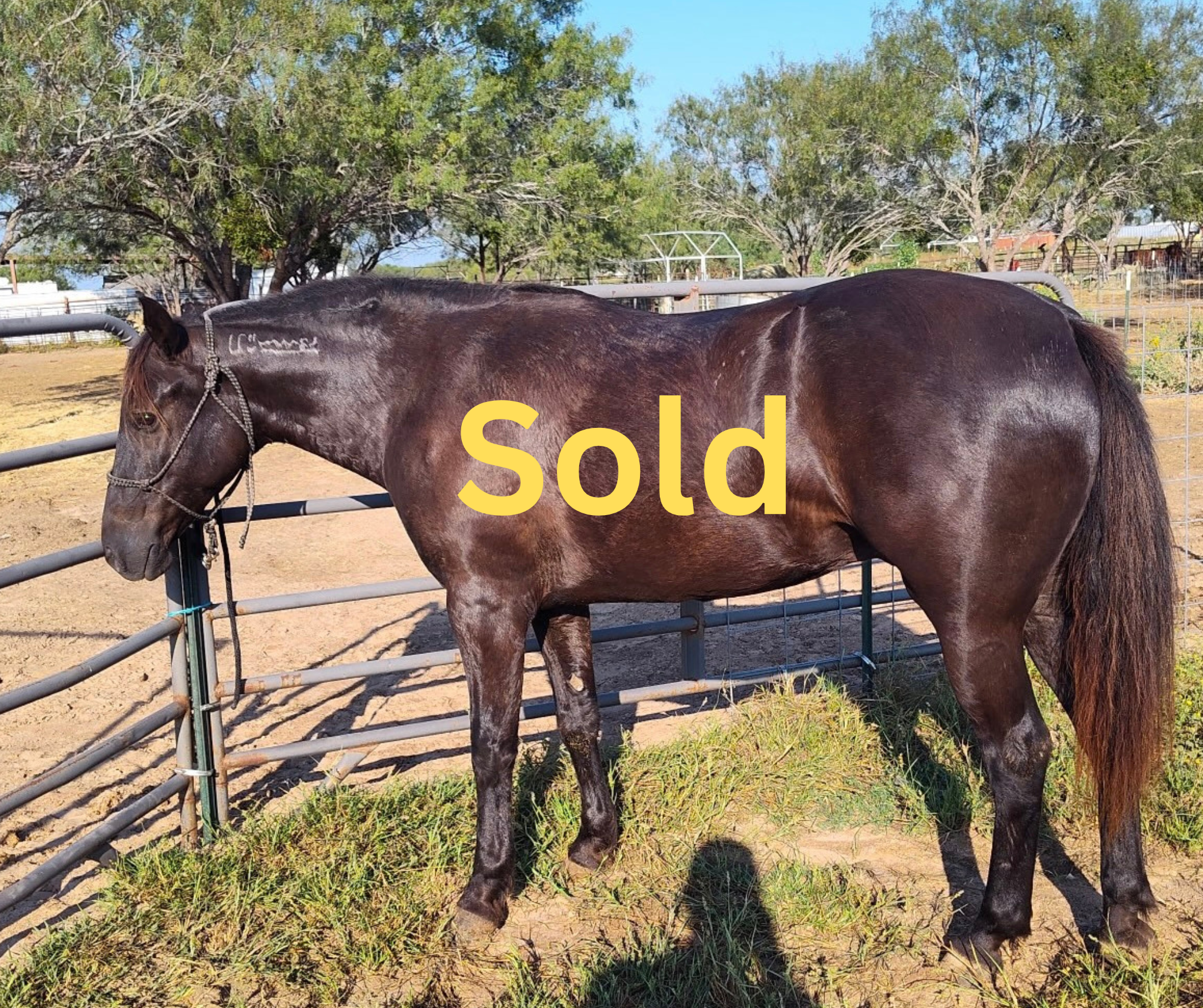 "Mustang" - 7-years-old, 14.3 hands - $5,500