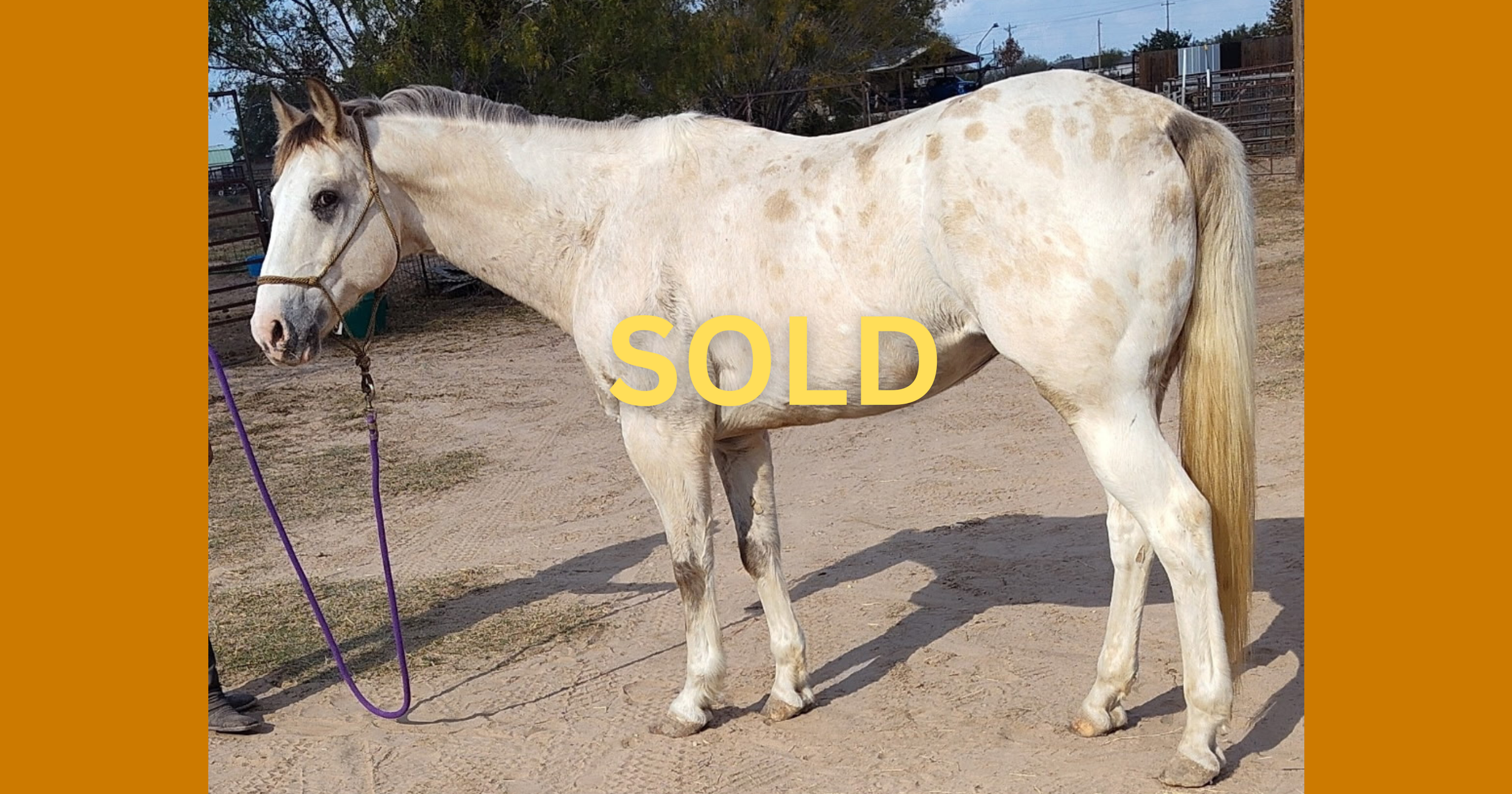 "Buckaloosa" - 12-years-old, 14.3 hands -$2,500