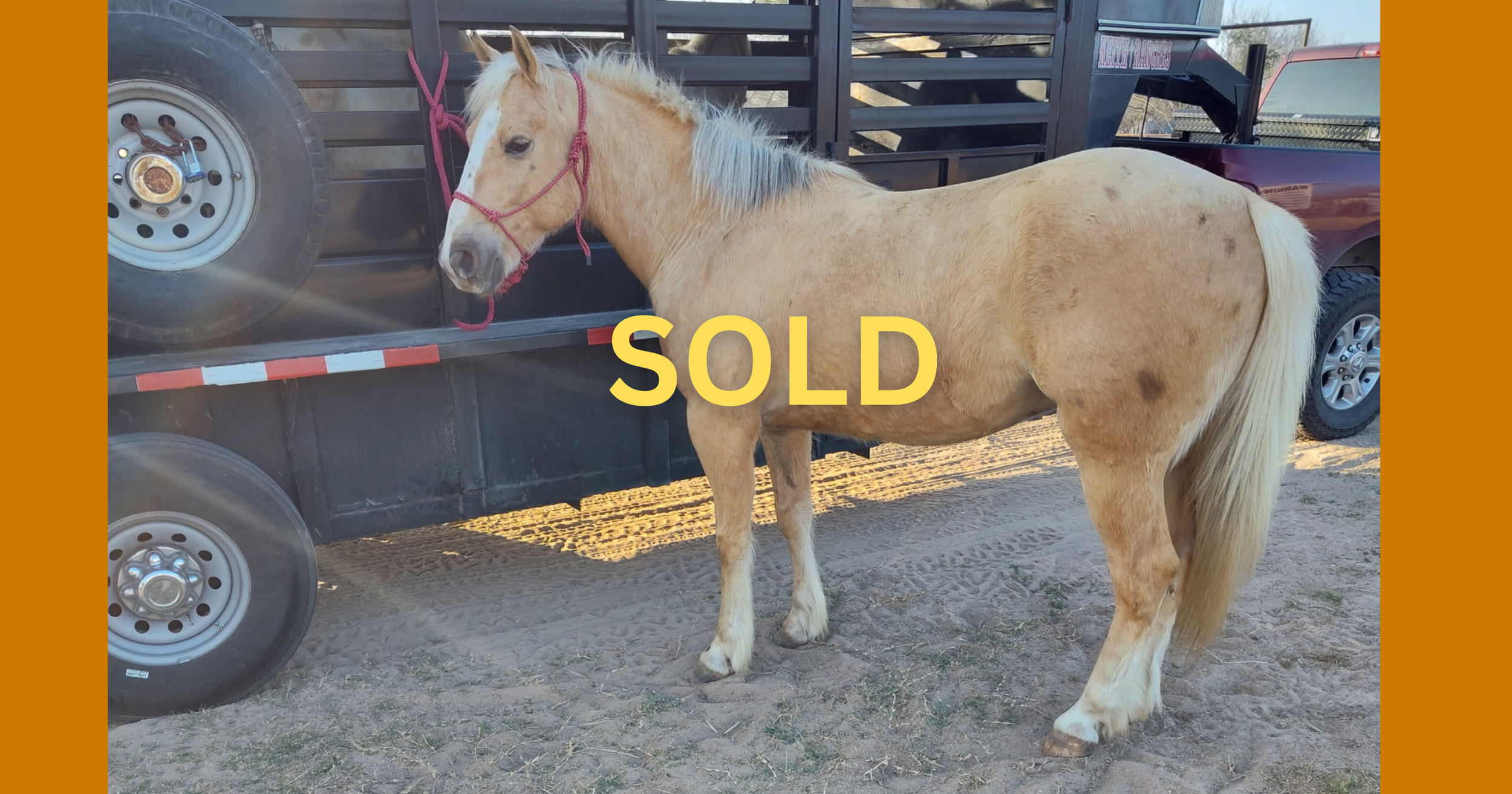 "Nash" - 9-years-old, 14.3 hands - $5,500