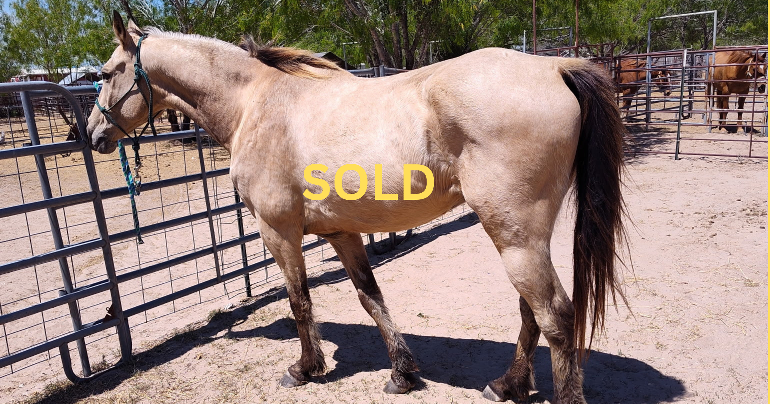 "Solo" - 11-years-old, 15 hands - $6,500