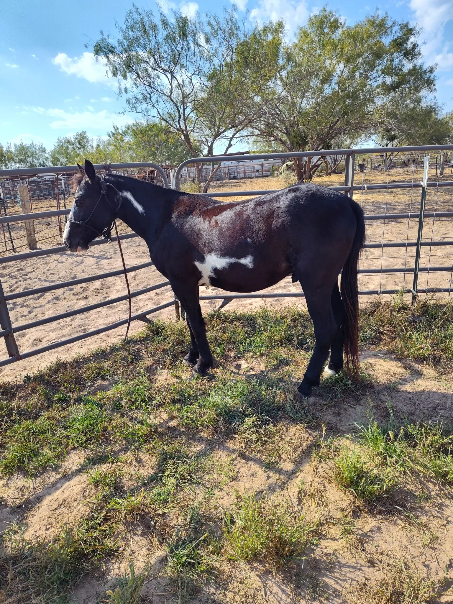"Cookies 'n' Cream" - 4-years-old, 12.3 hands - $3,500