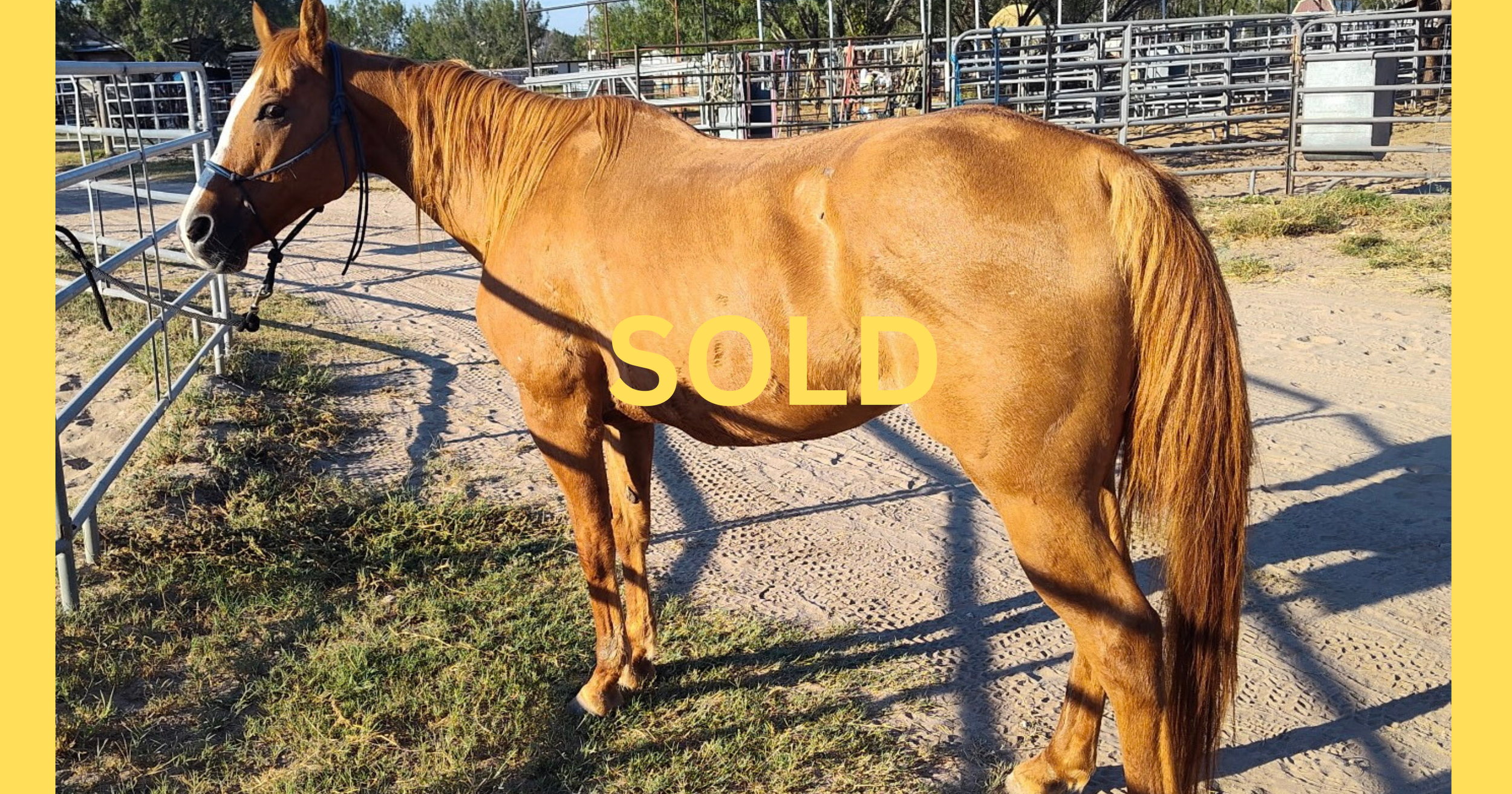 "Jane" - 13-14 years-old, 14.3 hands - $3,500