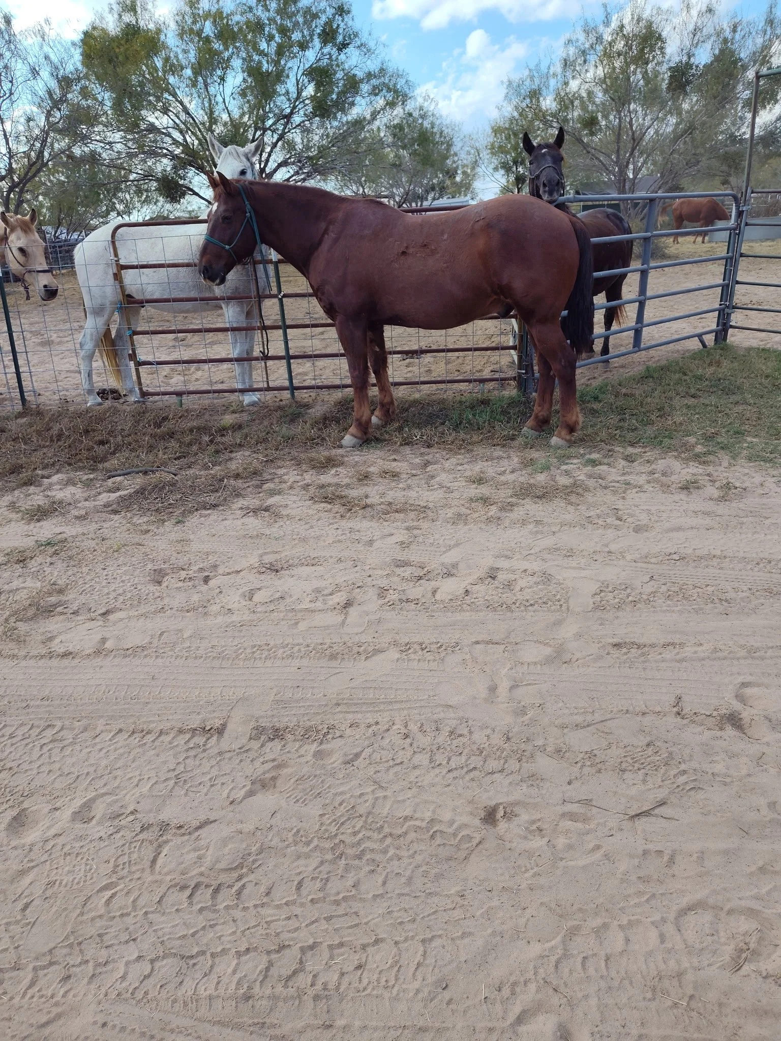"Big Red" - 13-years-old, 15.2 hands - $6,500