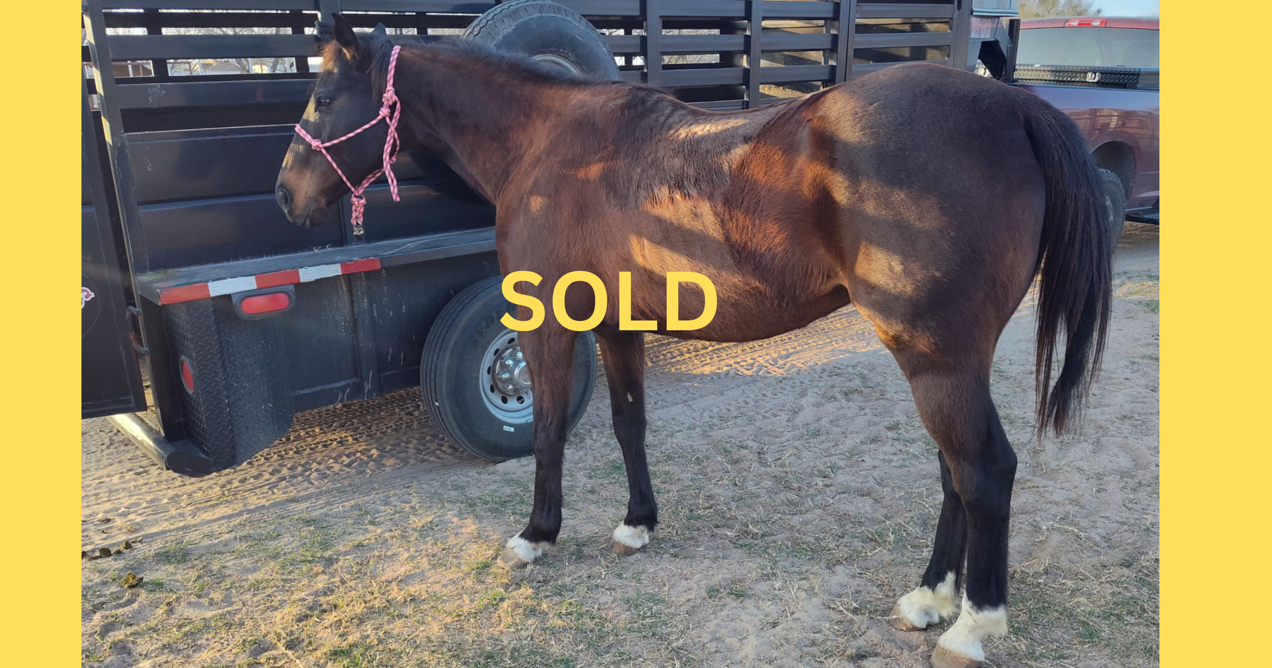 "River" - 14.3 hands, 11-years-old - $5,500