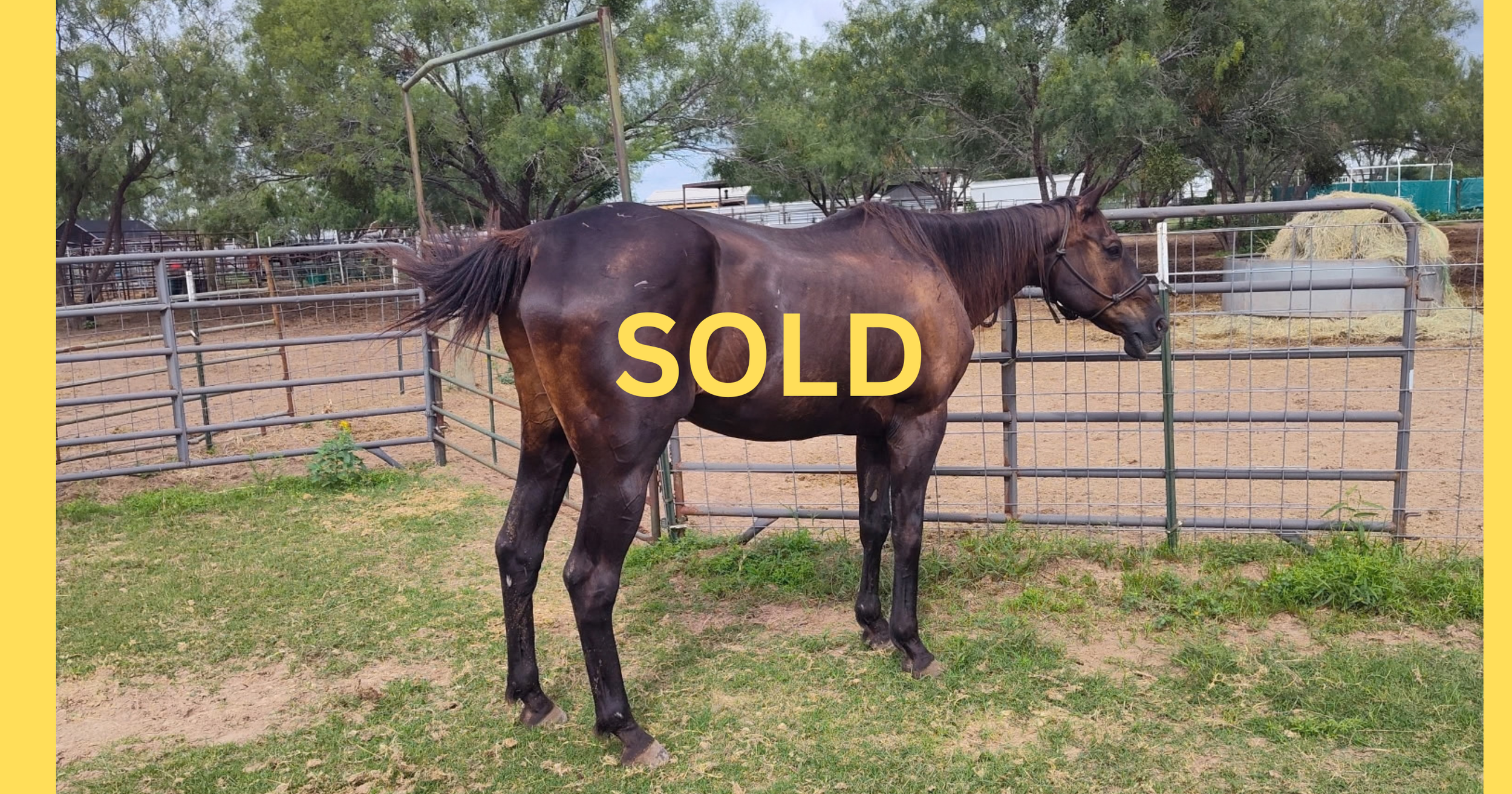 Sage Sold.png