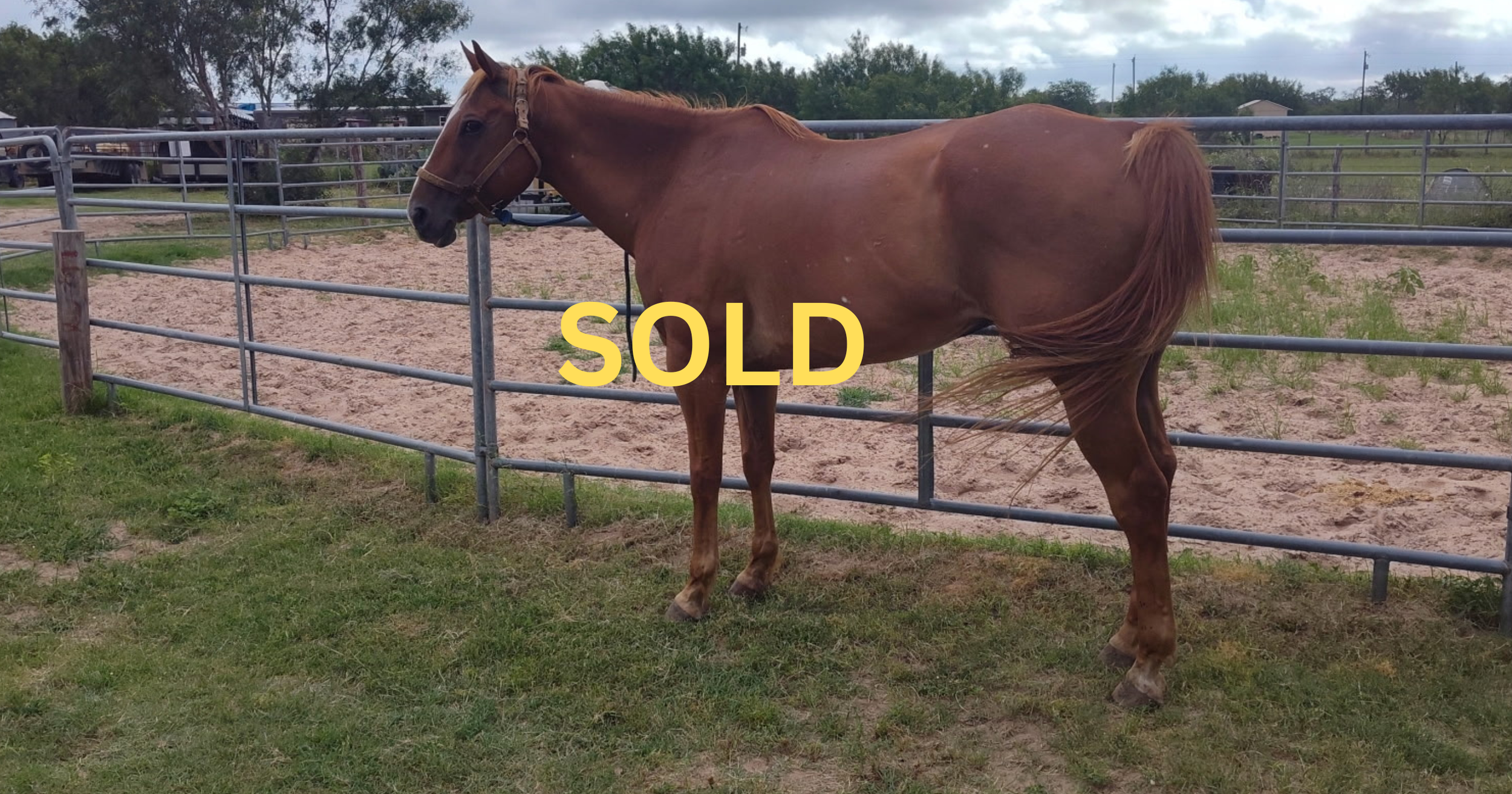 "Pole" - 14-year-old, 16 hands - $6,500