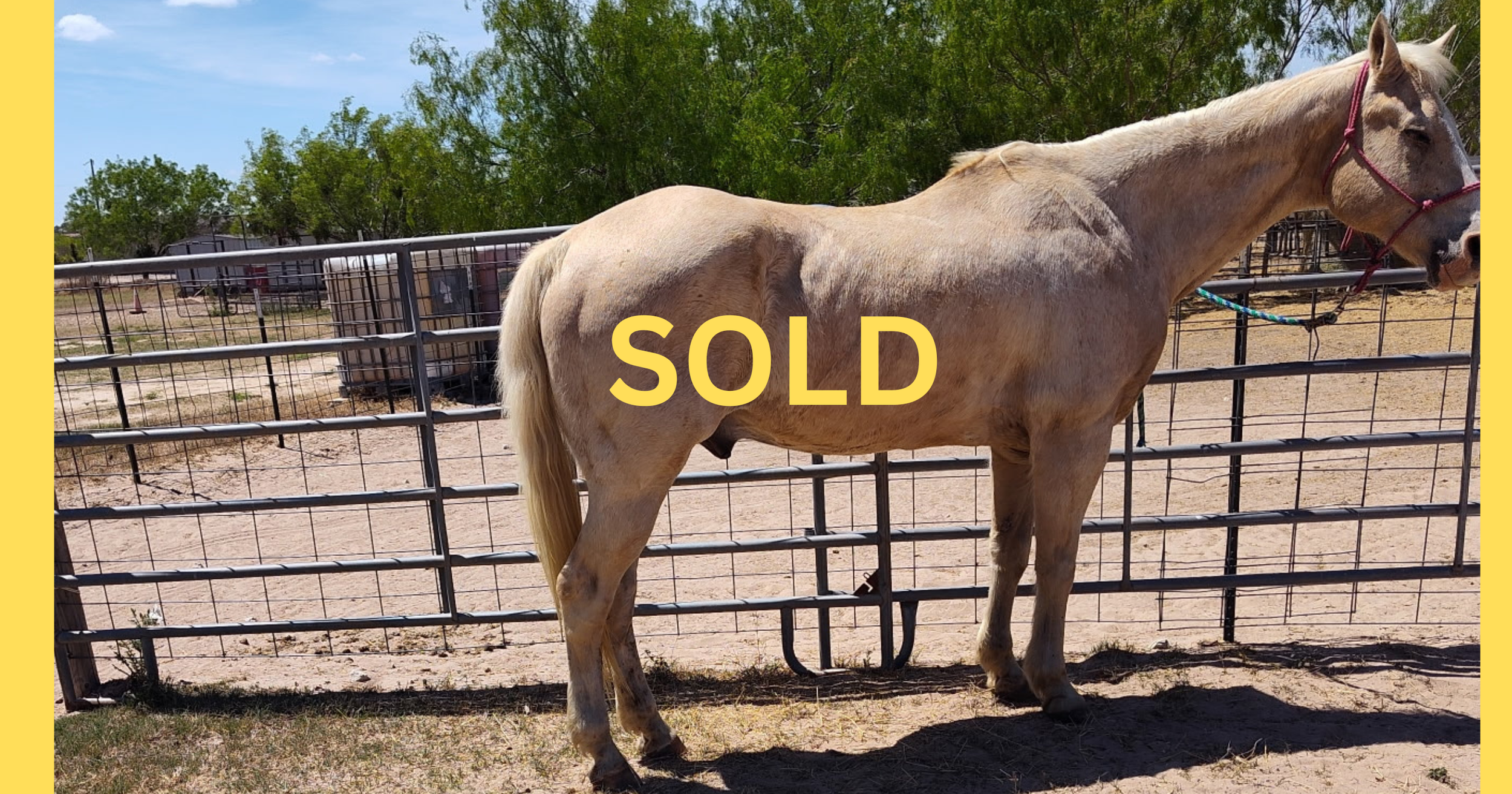 "Justice" - 17-years-old, 14.3 hands - $4,500