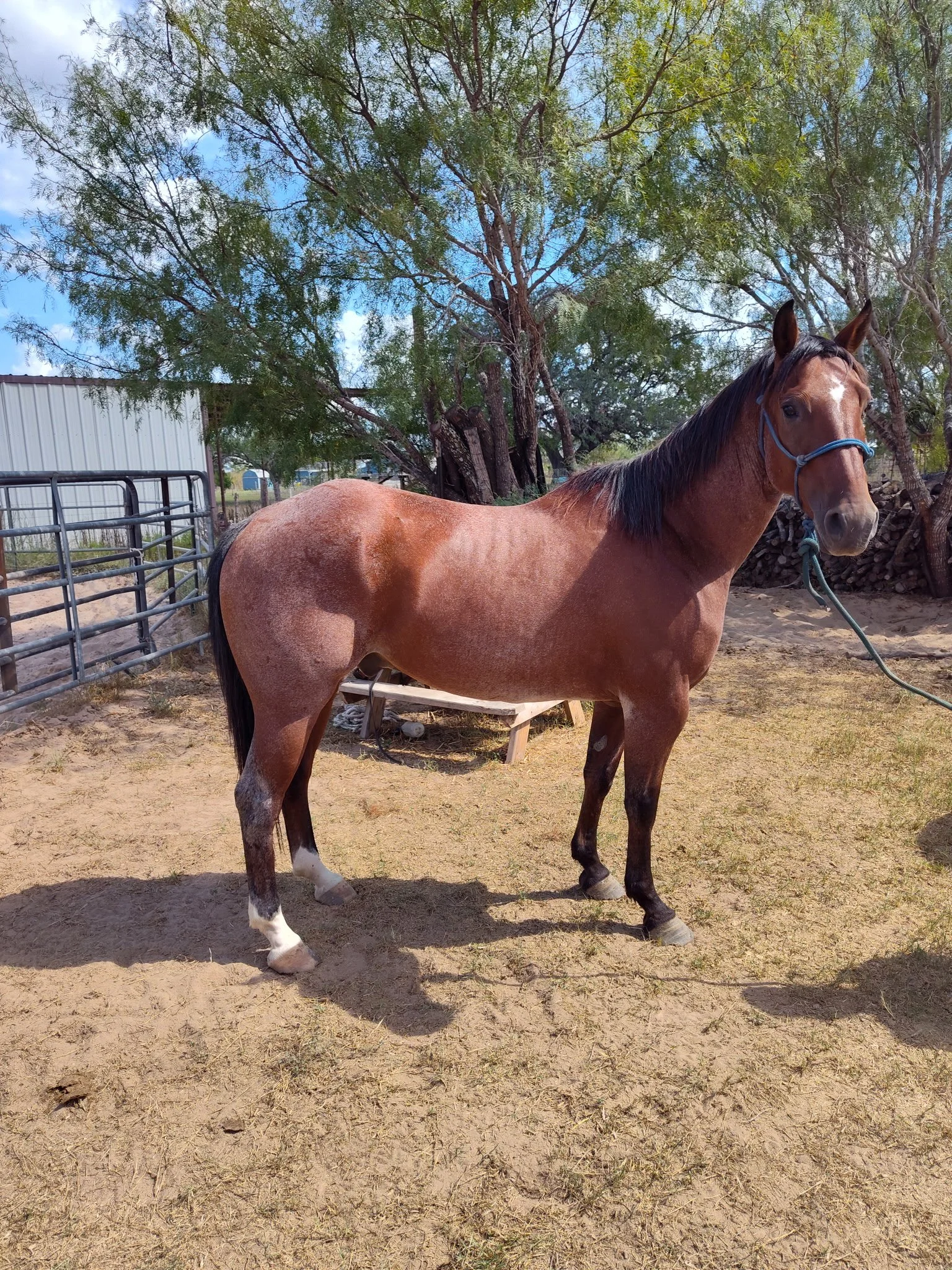 "Ceebar" - 10-years-old, 14.3 hand tall. $5500
