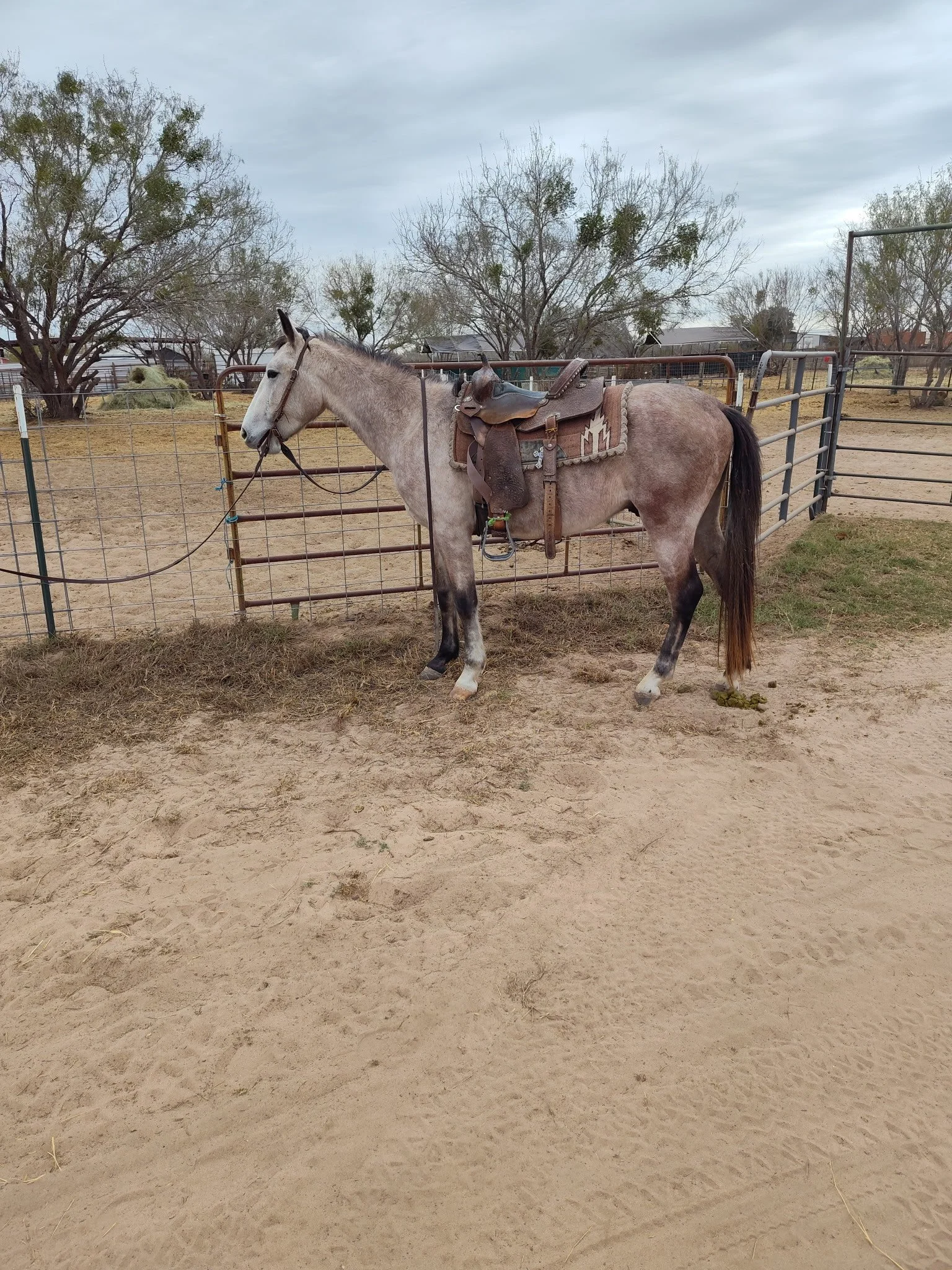 "Koby" - 4-years-old, 14.2 hands - $3,500