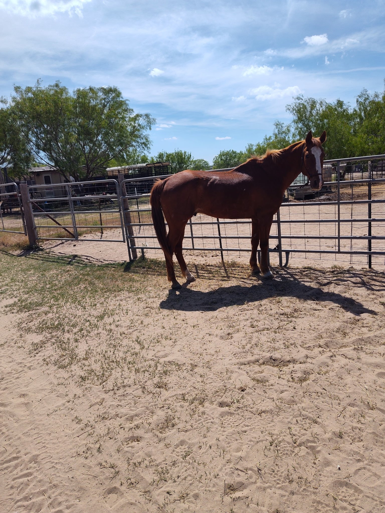 "Lock" - 17-years-old, 14.3 hands - $2,500