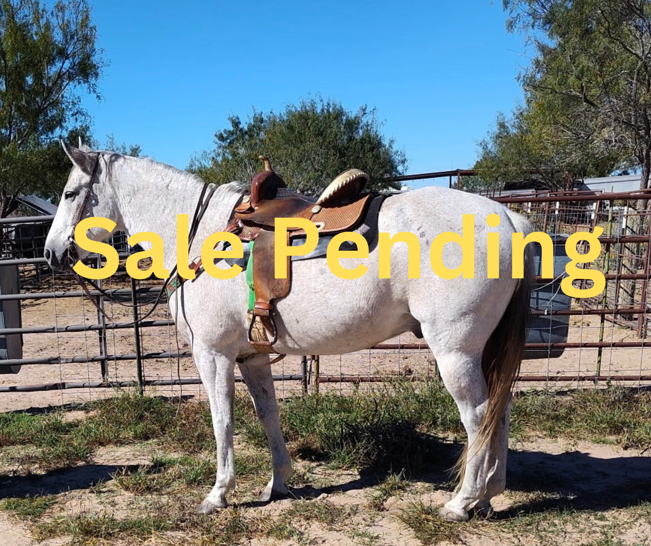 Bastrop sale pending.png