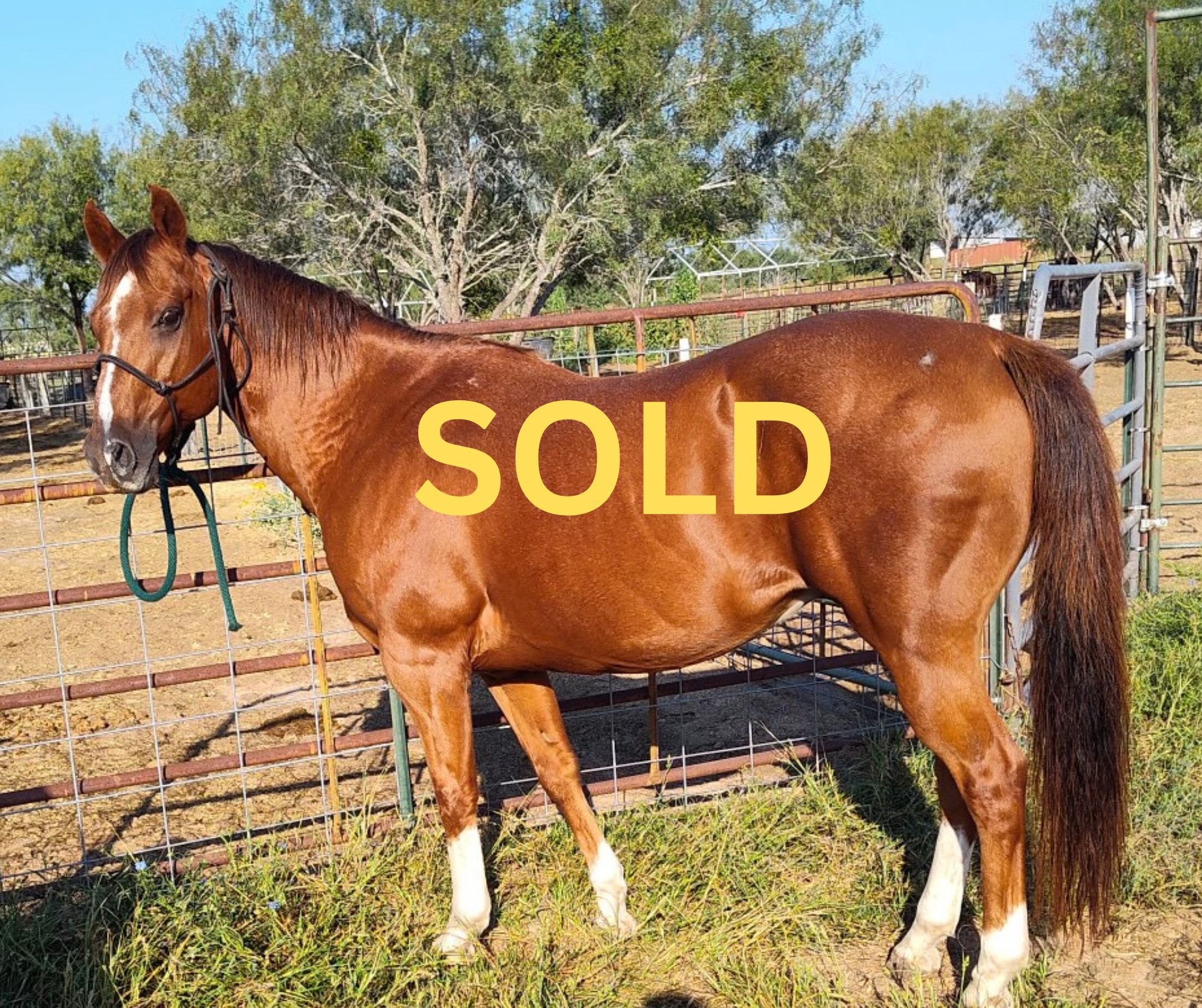 SOLD - "Jim" - 12-years-old, 14.3 hands - $5,500
