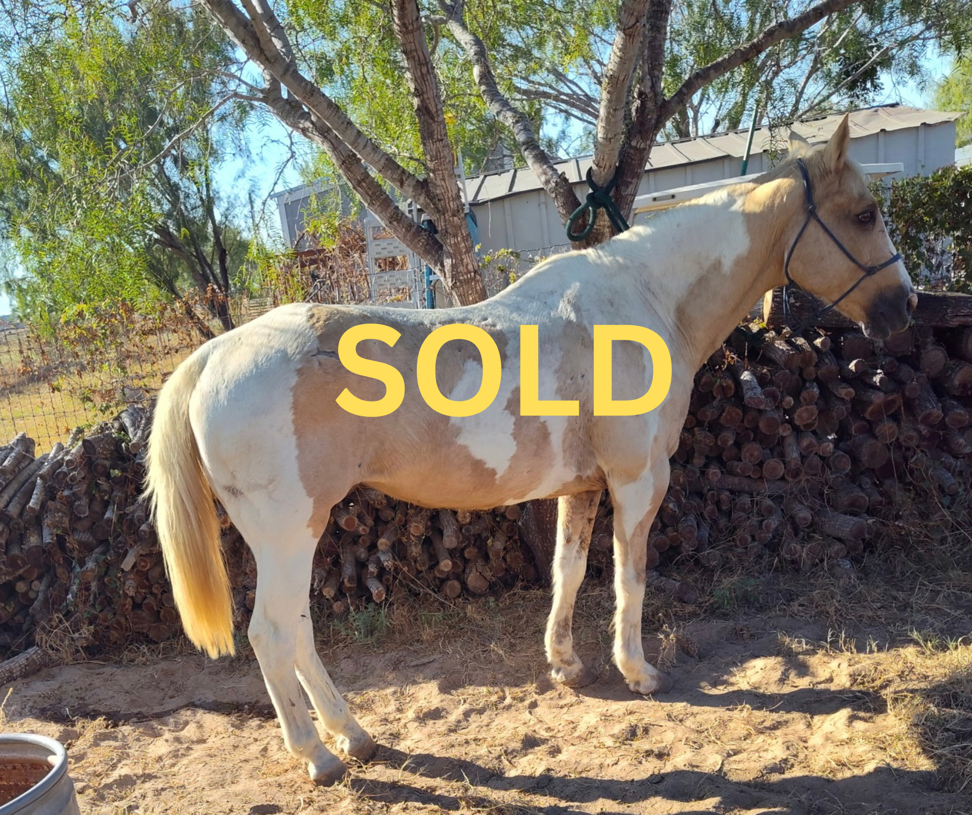 SOLD - "Buttercup" - 14-year-old, 14.3 hands palomino paint mare - $4,500